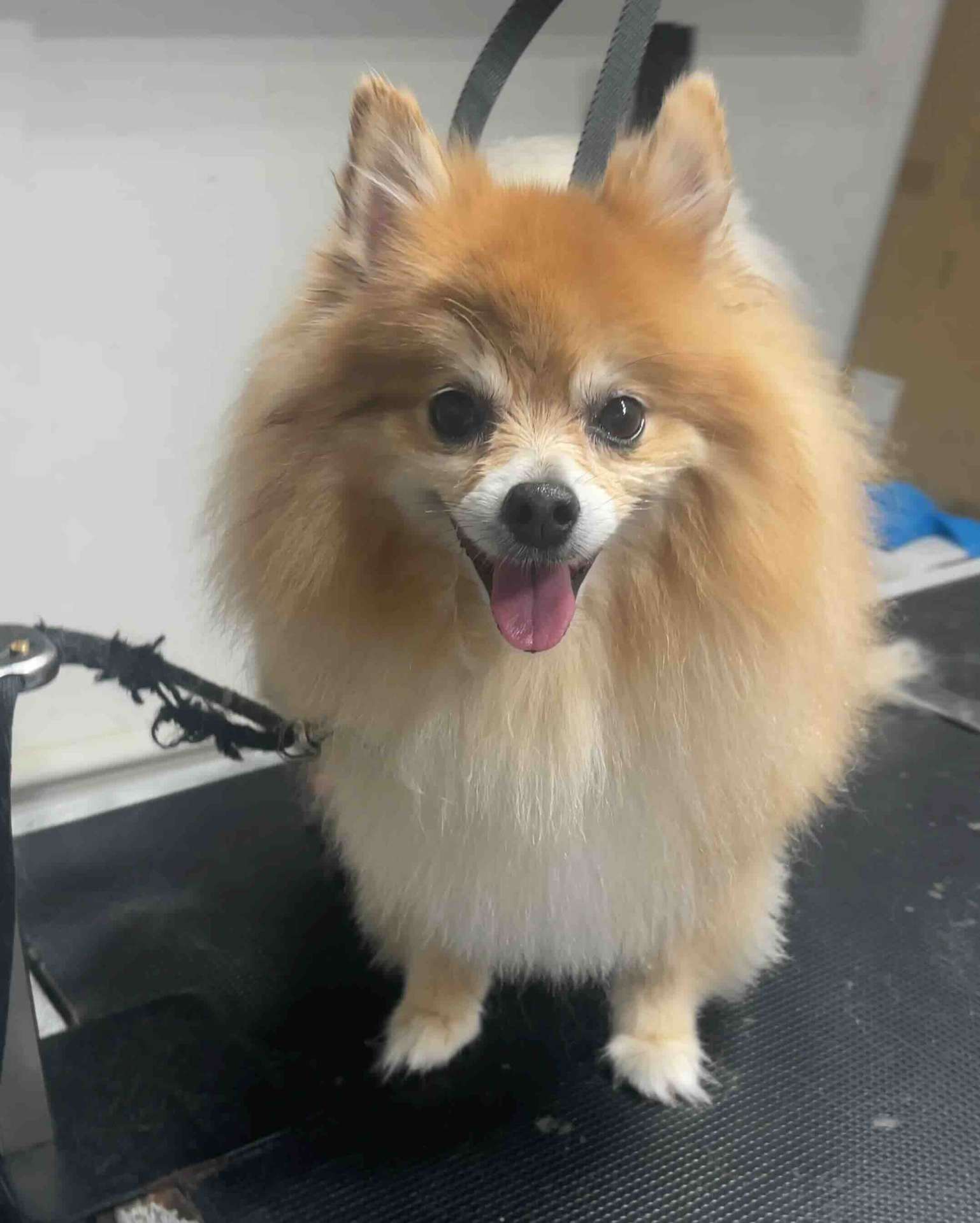 Rocky before dog grooming in San Diego
