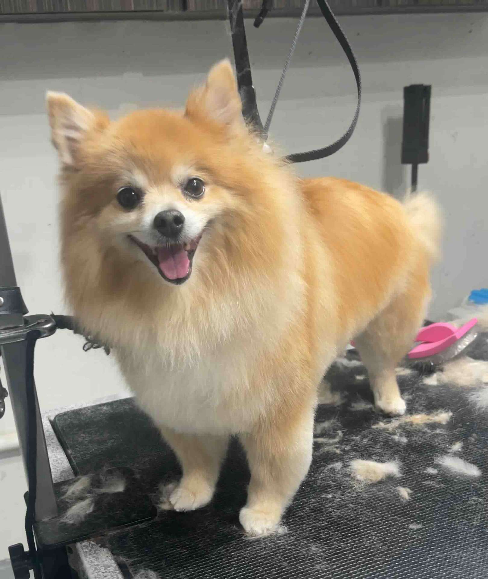 Rocky after dog grooming in San Diego