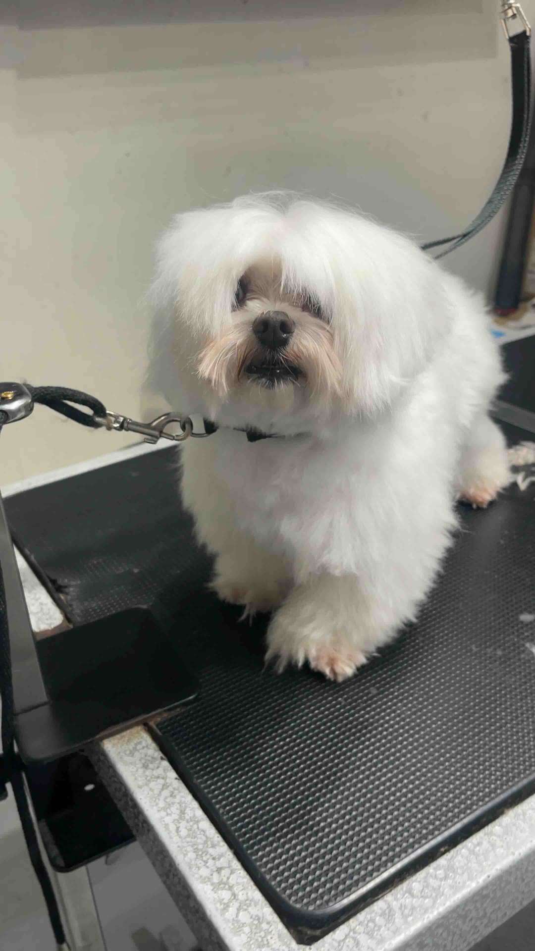 Lily before dog grooming in San Diego