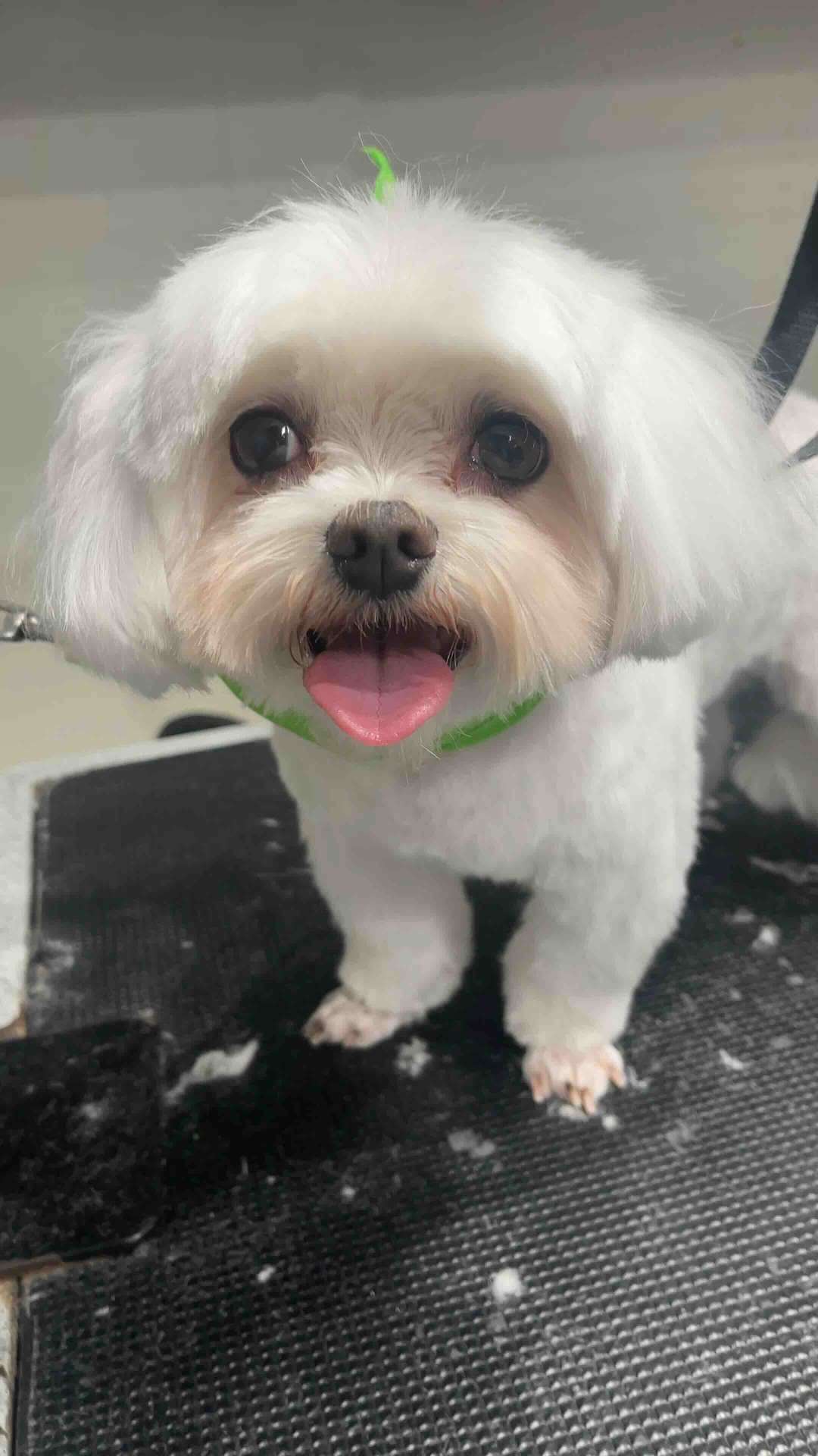 Lily after dog grooming in San Diego
