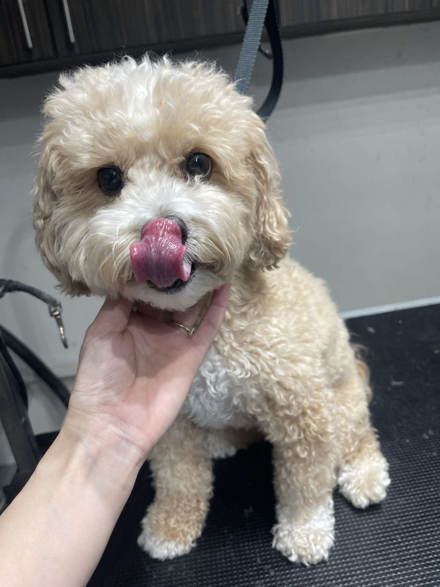 Bear before dog grooming in San Diego