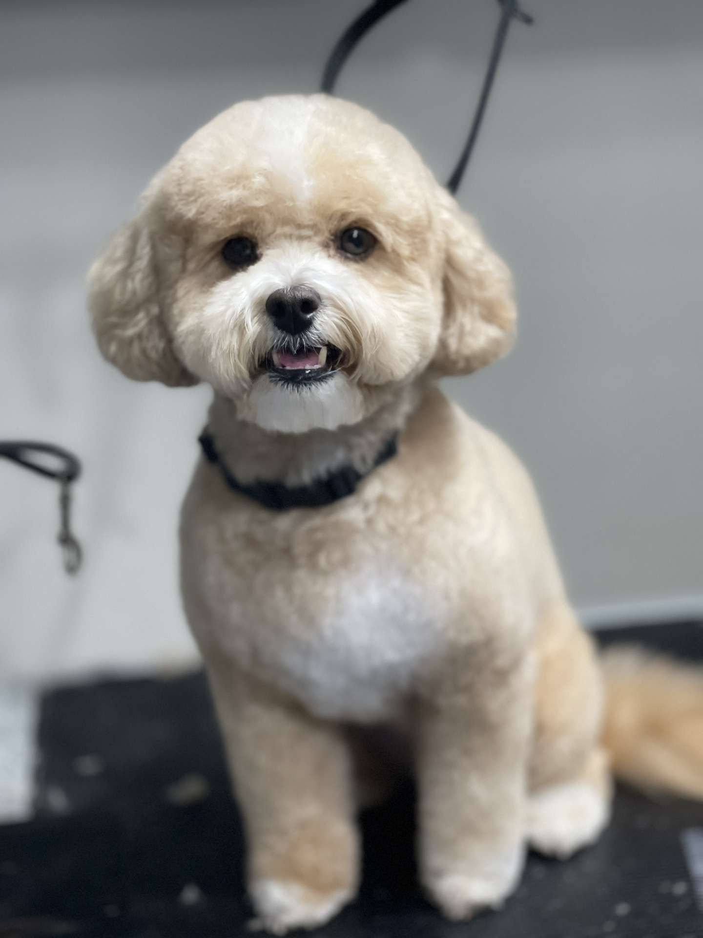 Bear after dog grooming in San Diego