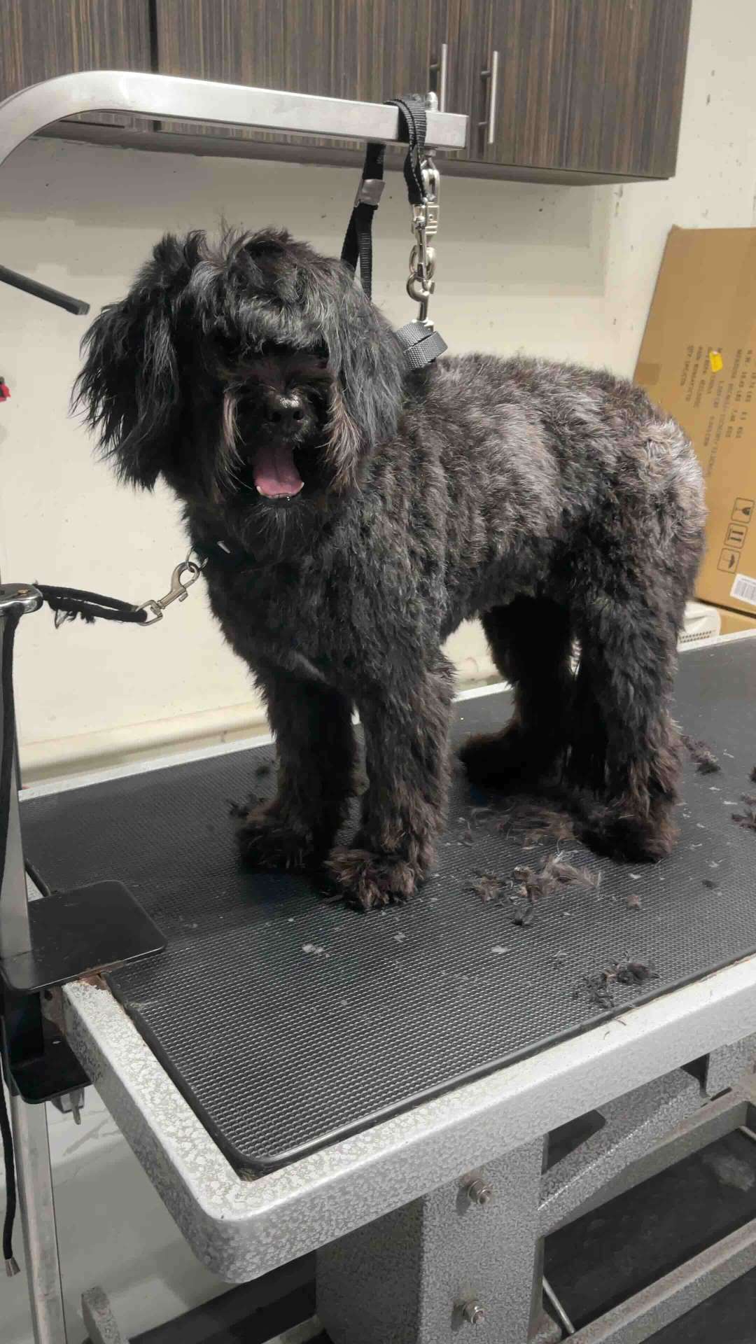 Bear before dog grooming in San Diego