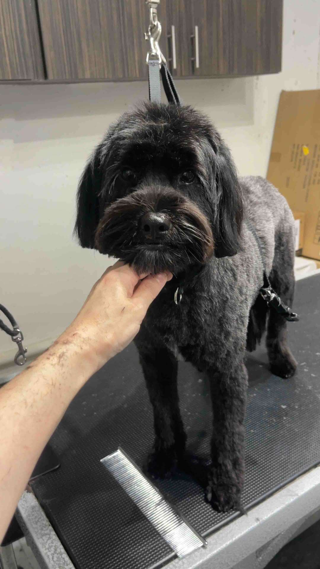Bear after dog grooming in San Diego