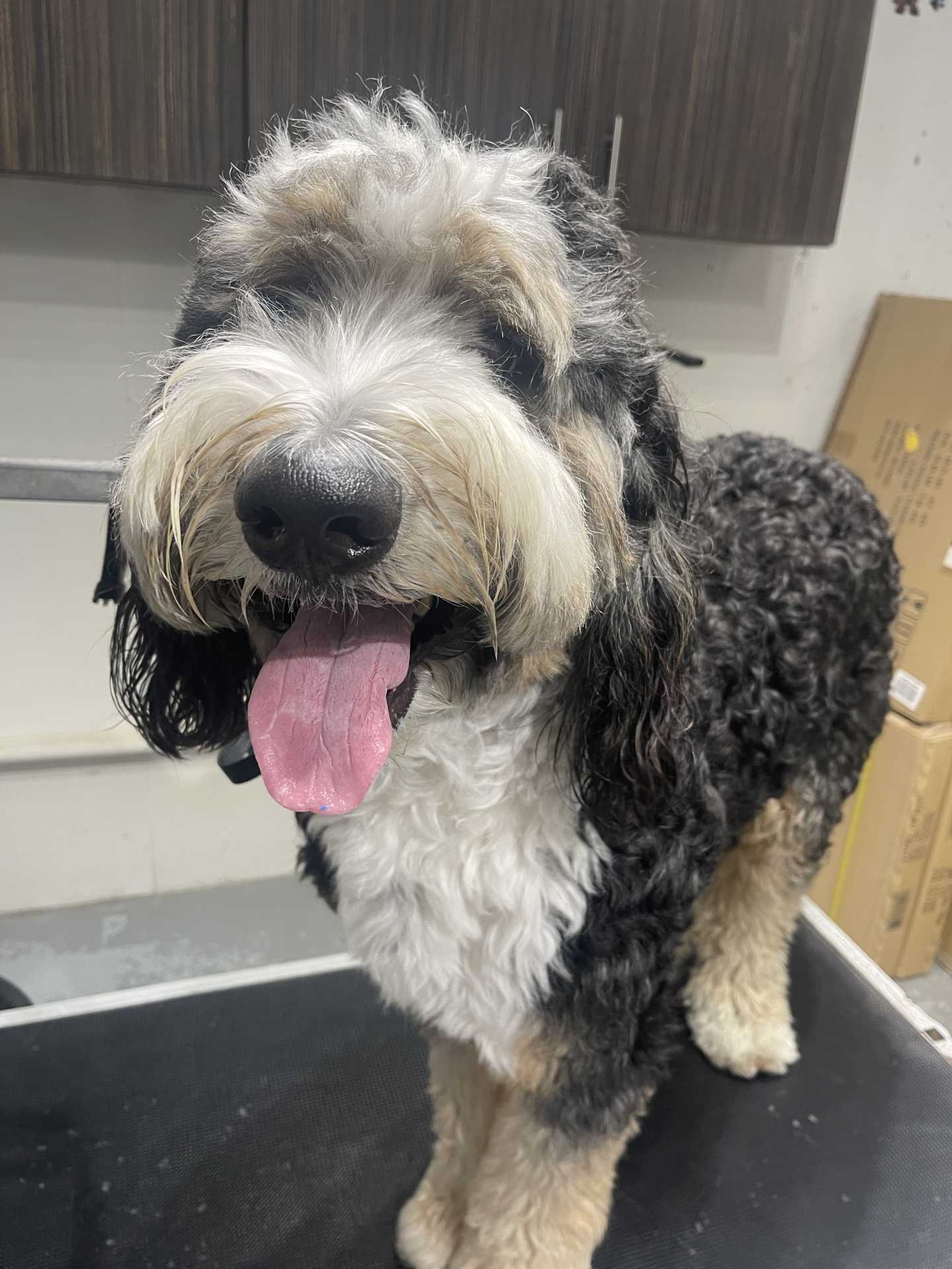 Blaze before dog grooming in San Diego