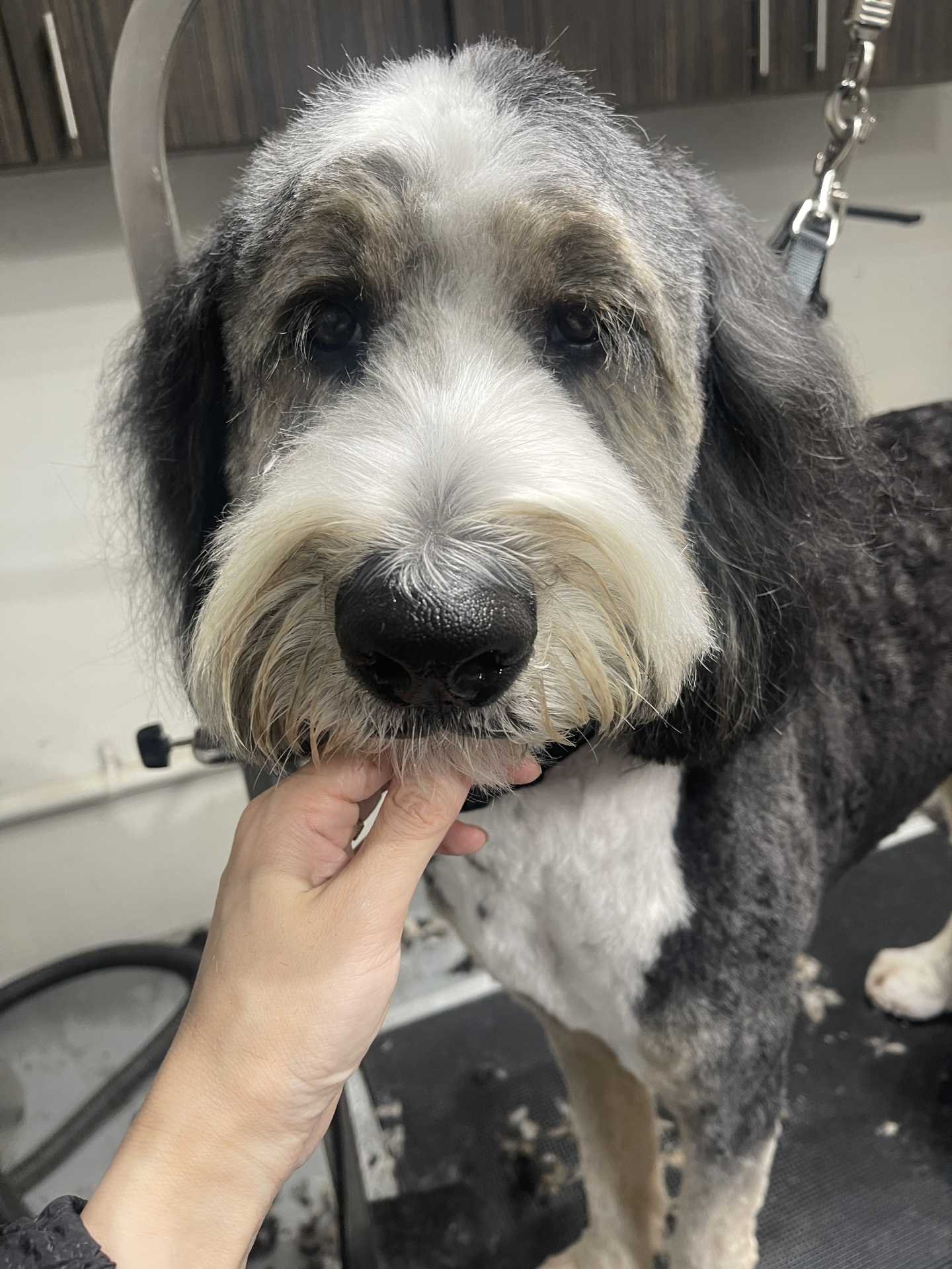 Blaze after dog grooming in San Diego