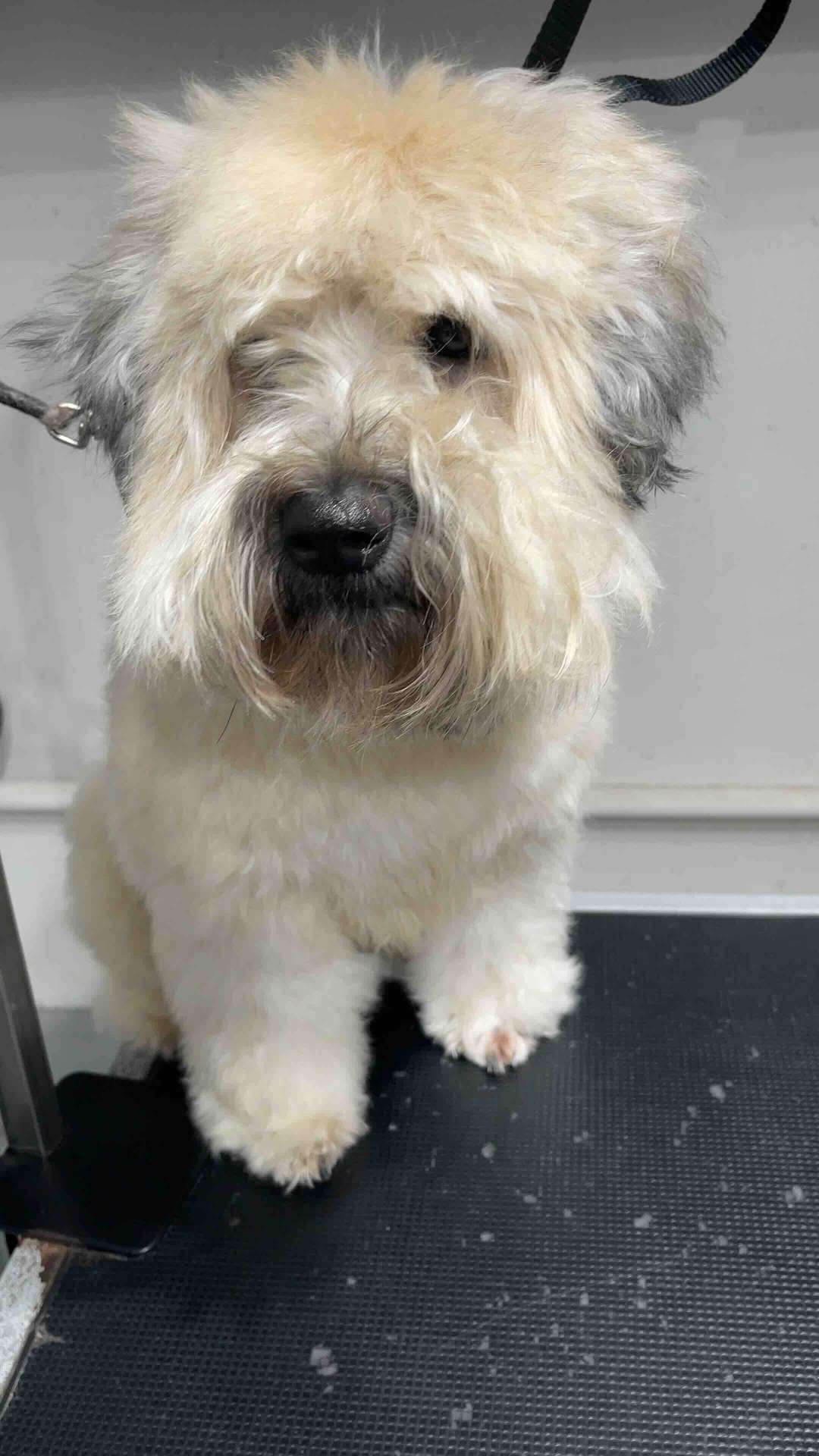 Mochi before dog grooming in San Diego