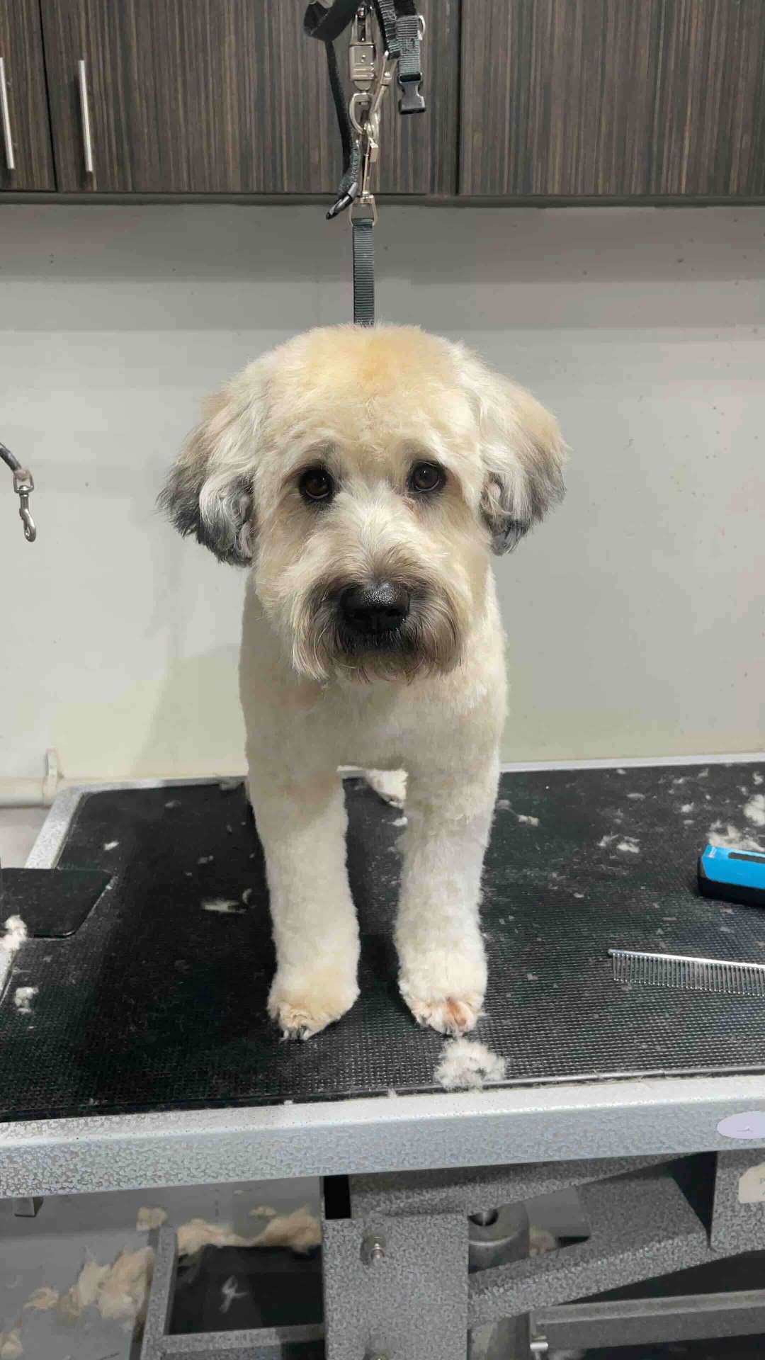Mochi after dog grooming in San Diego