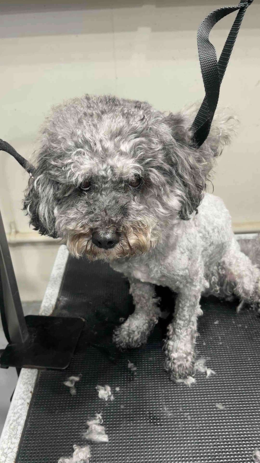 Blaze before dog grooming in San Diego