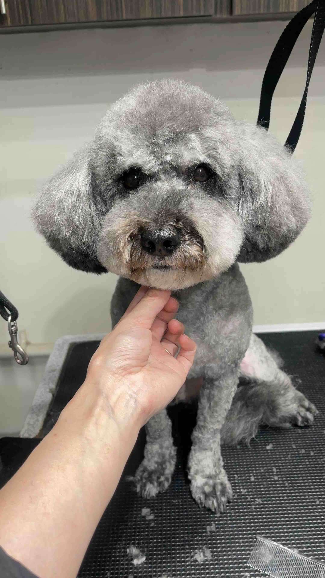 Blaze after dog grooming in San Diego
