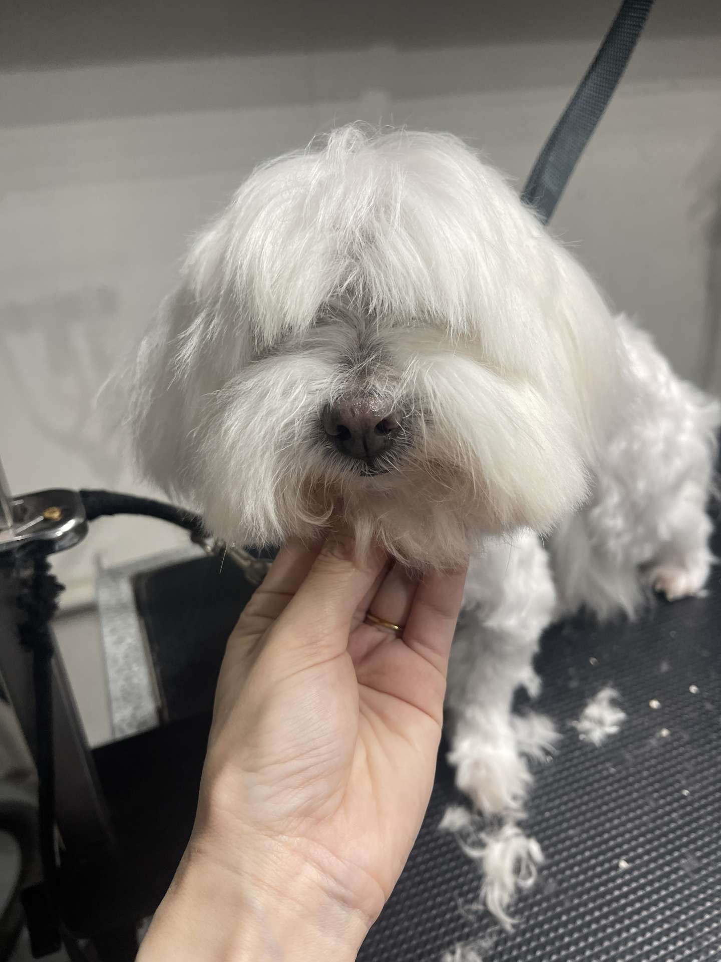 Sora before dog grooming in San Diego