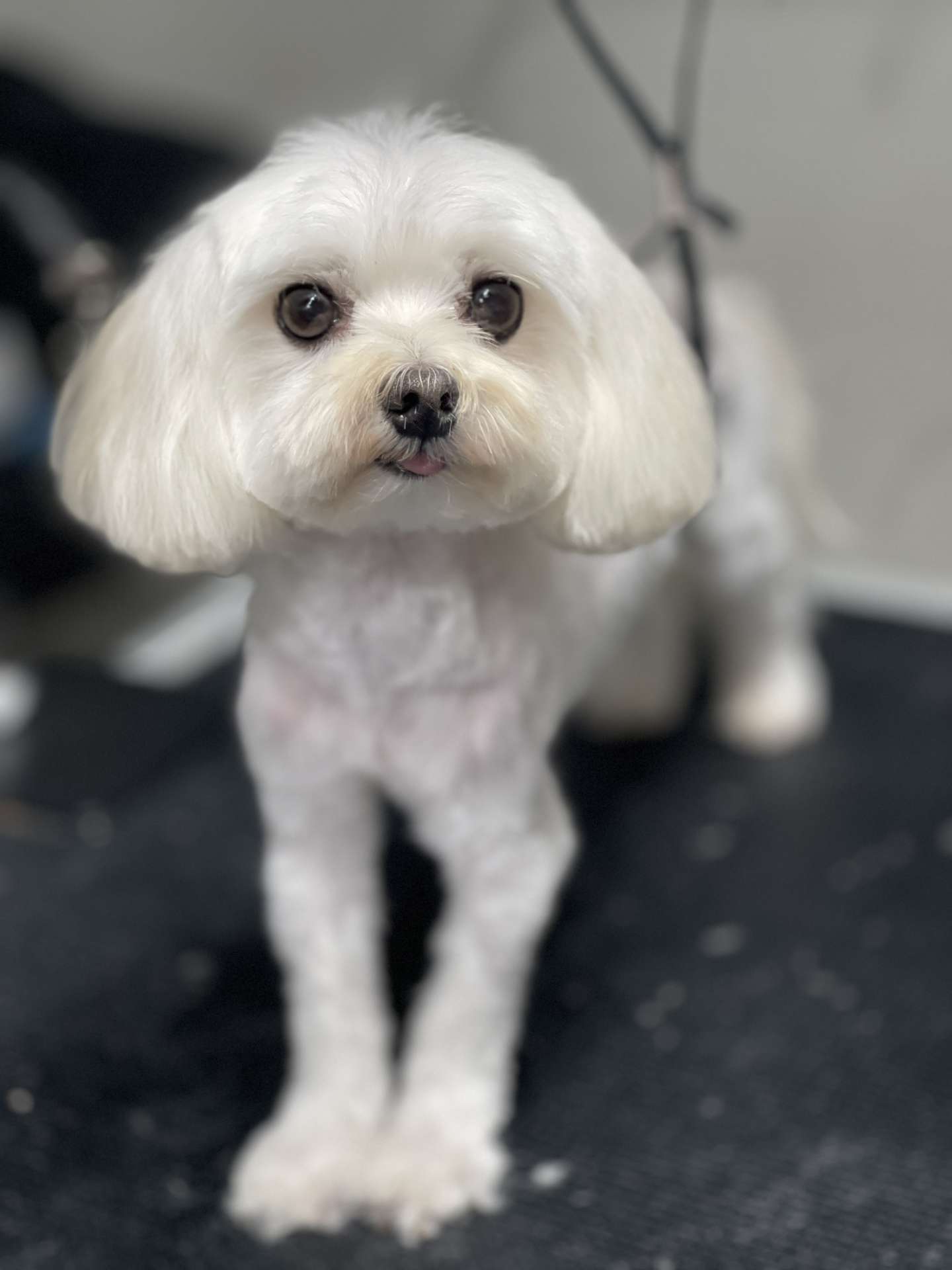 Sora after dog grooming in San Diego