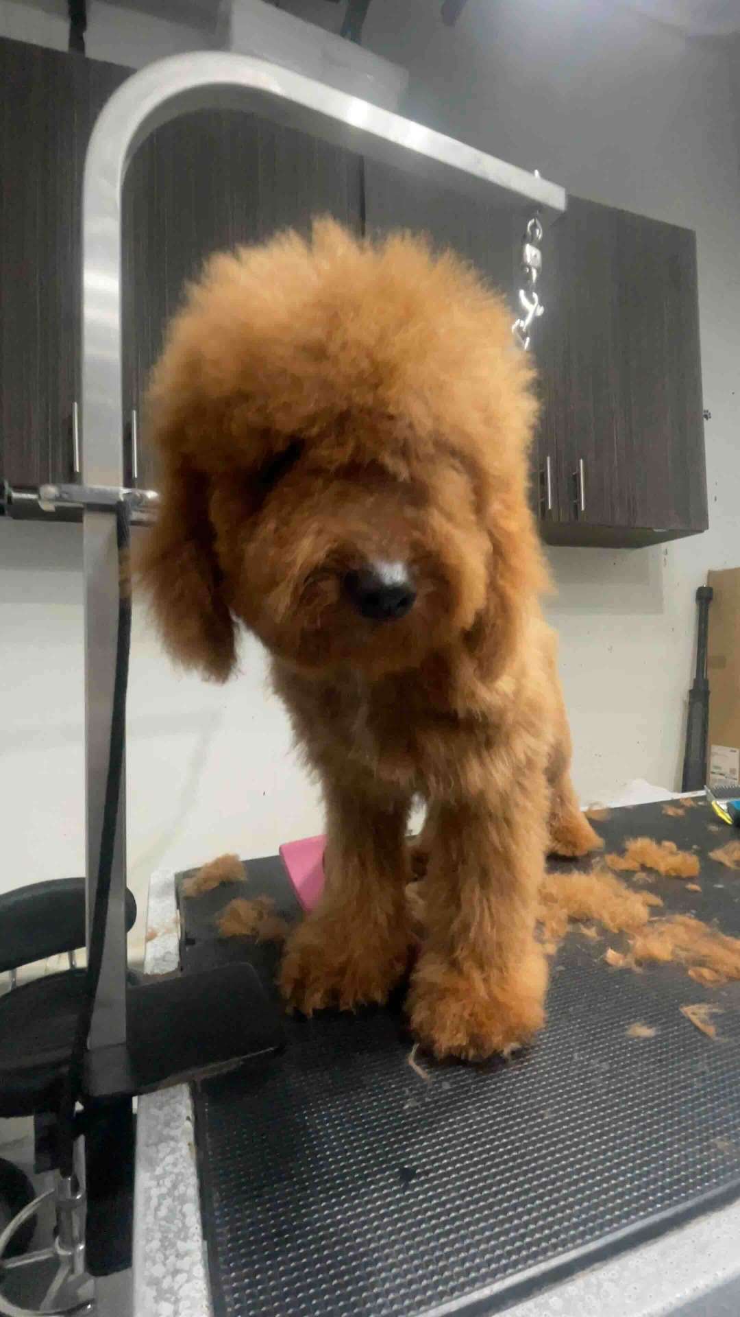 Rex before dog grooming in San Diego
