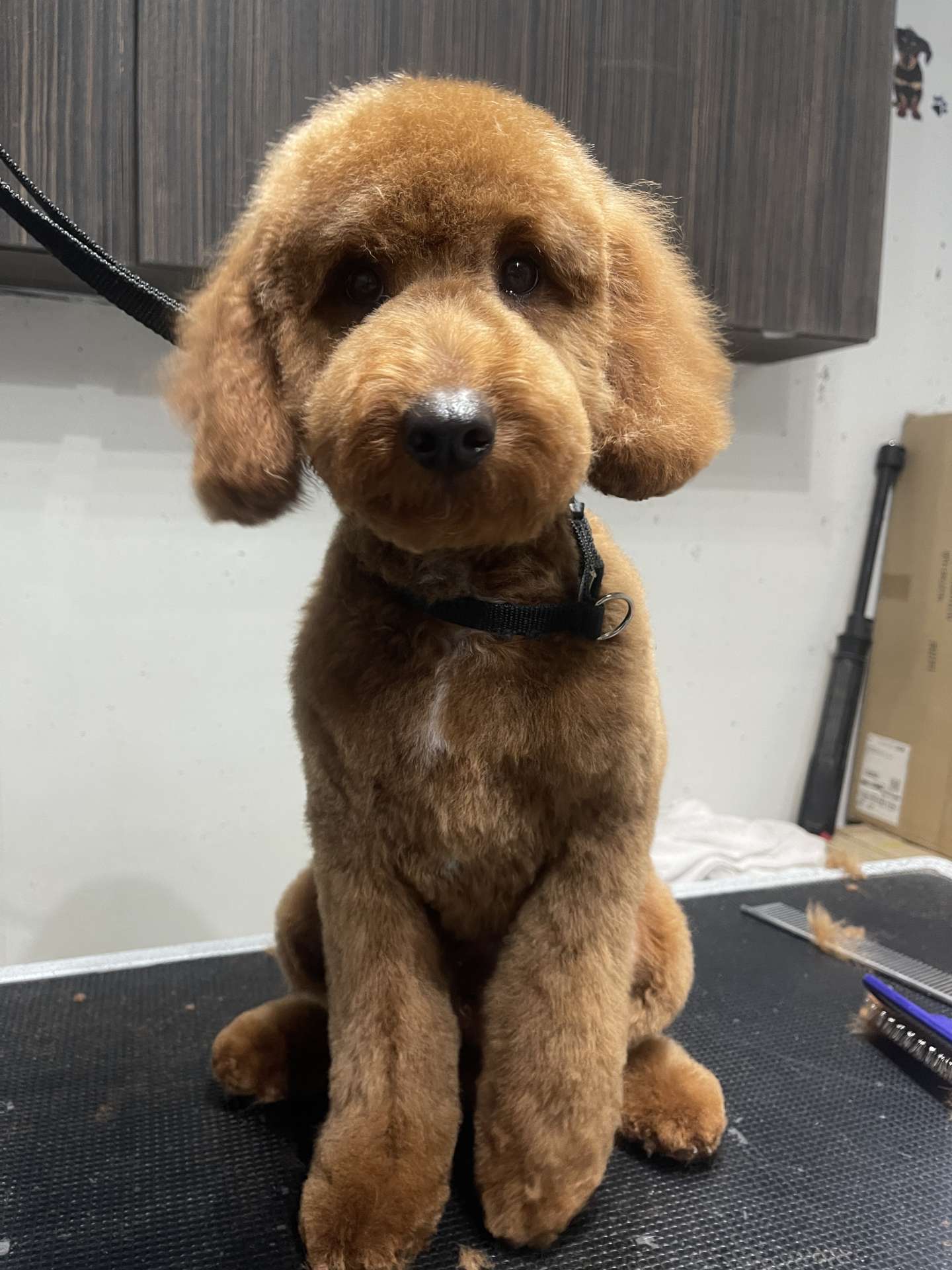 Rex after dog grooming in San Diego