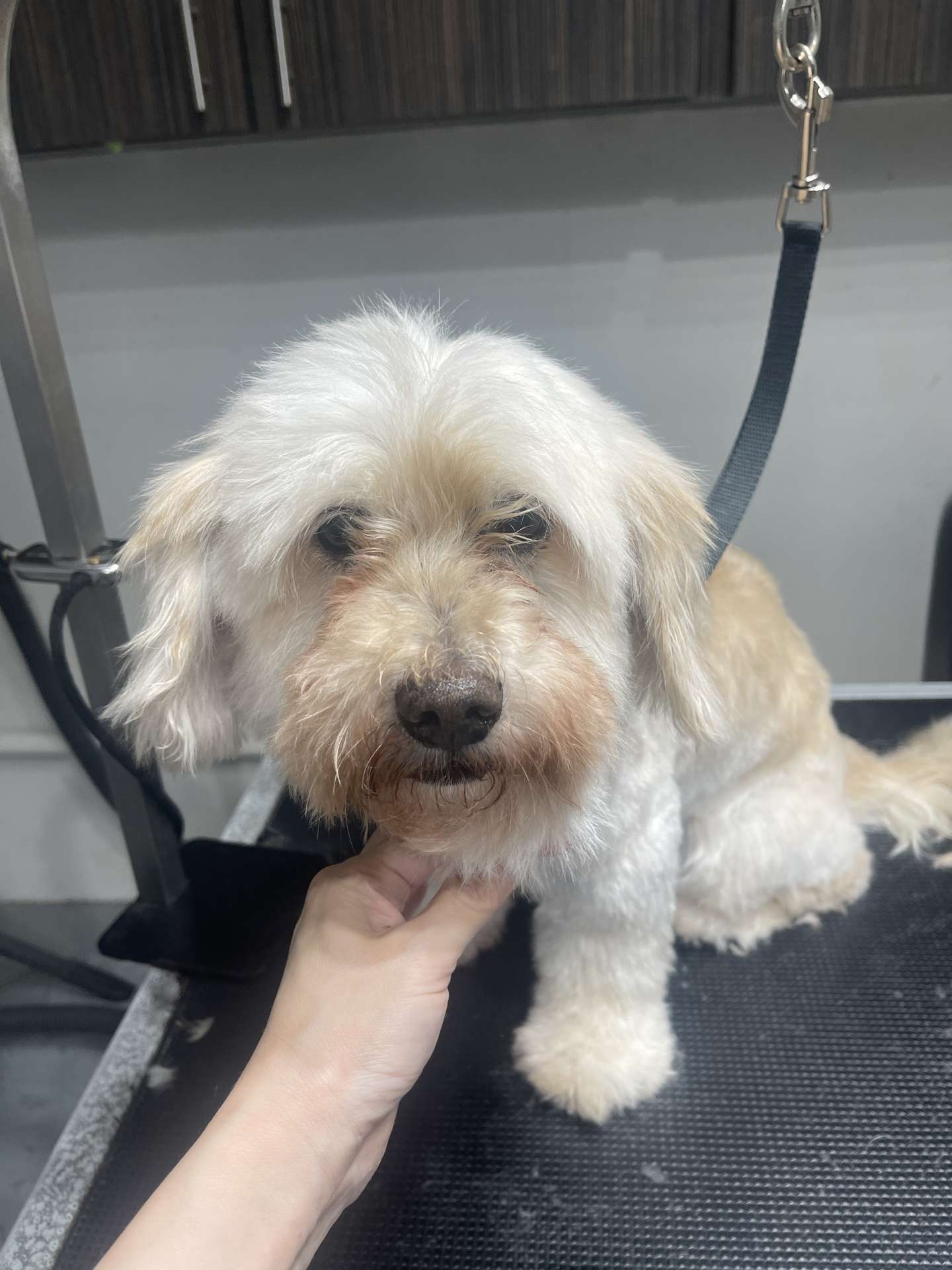 Chloe before dog grooming in San Diego