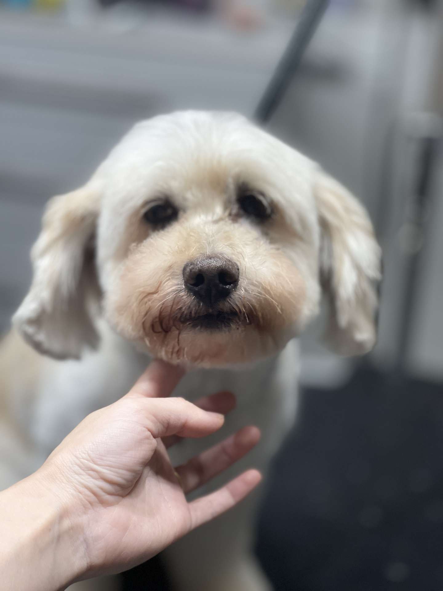 Chloe after dog grooming in San Diego