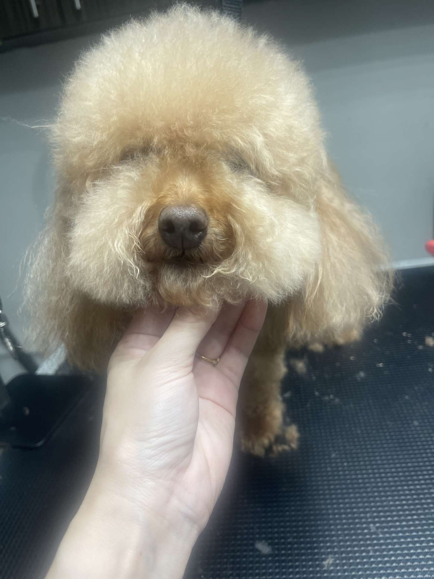 Sammy before dog grooming in San Diego