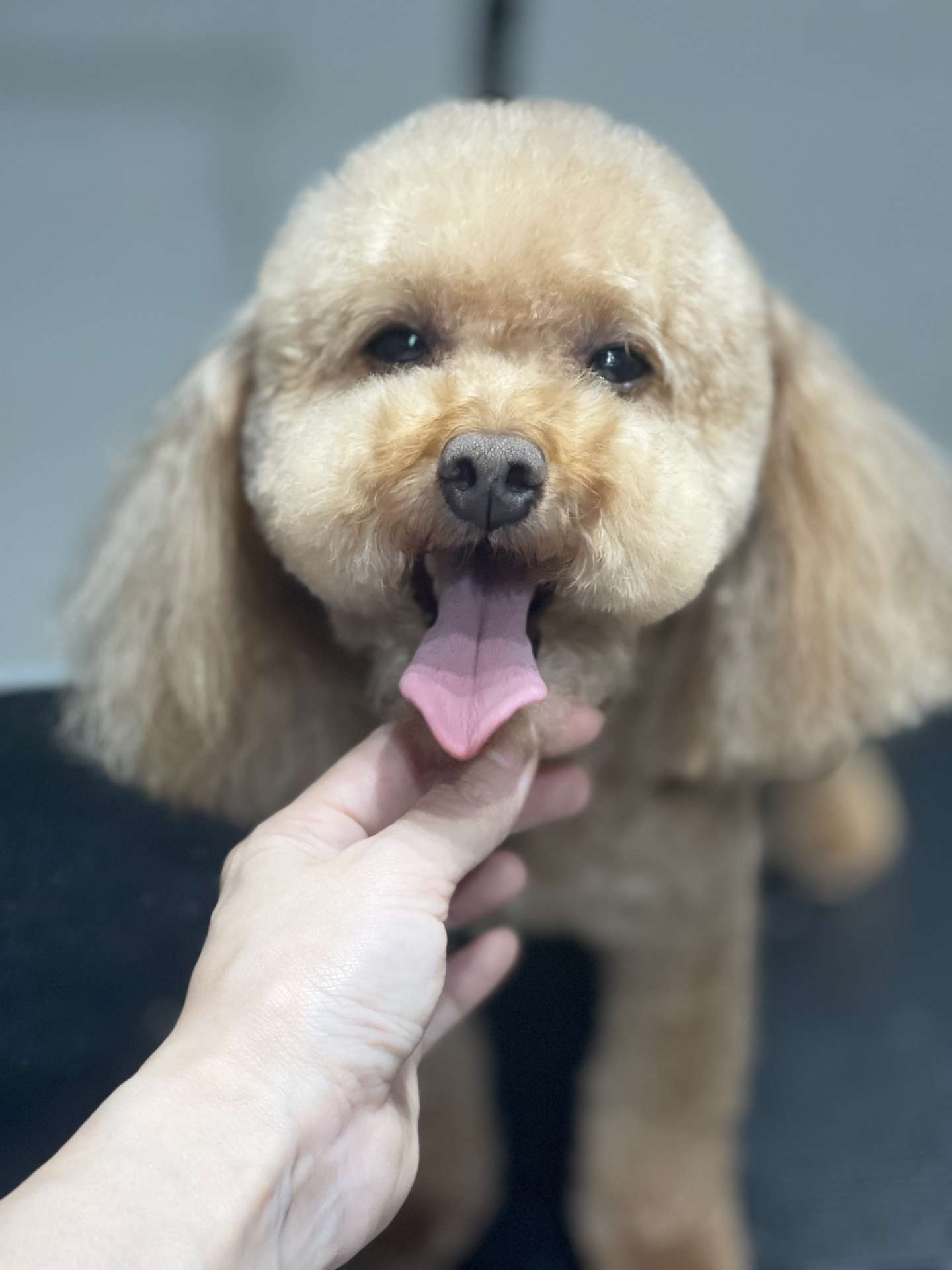 Sammy after dog grooming in San Diego
