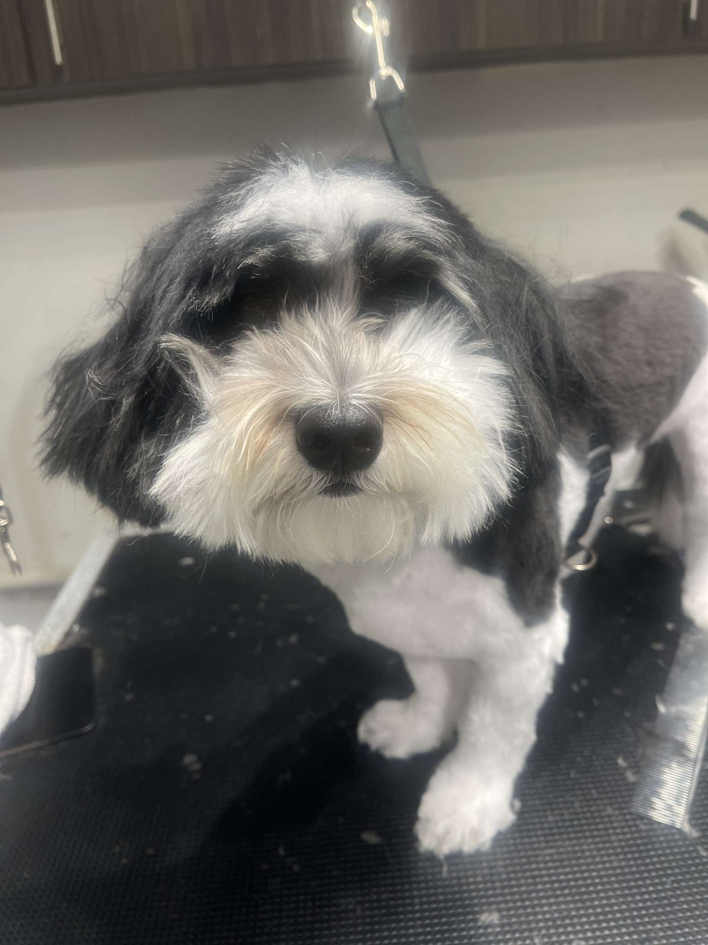 Nala before dog grooming in San Diego
