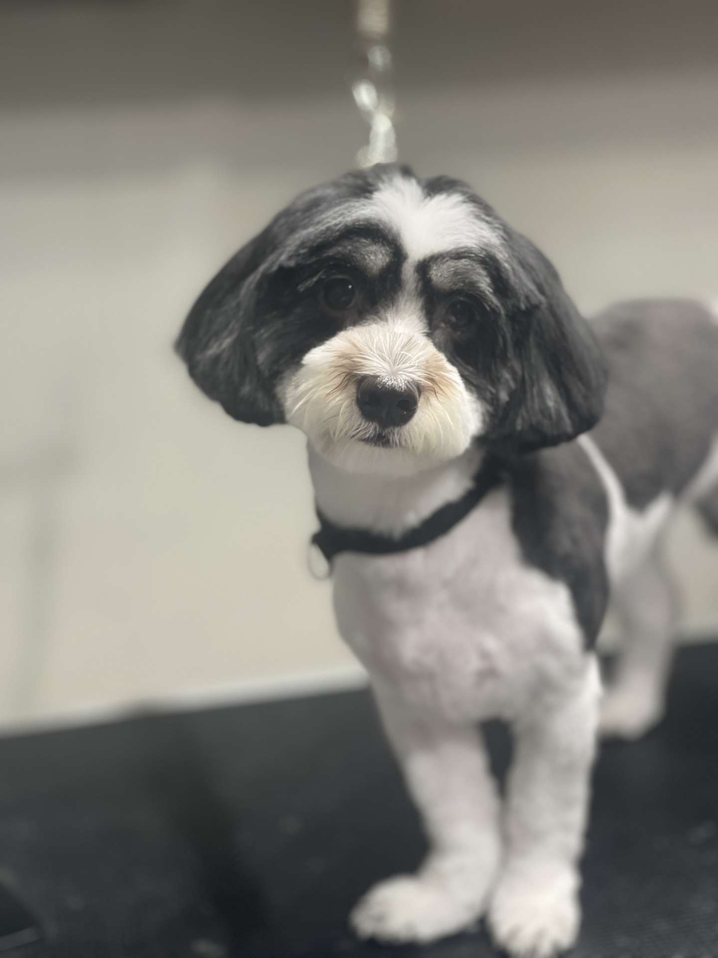 Nala after dog grooming in San Diego