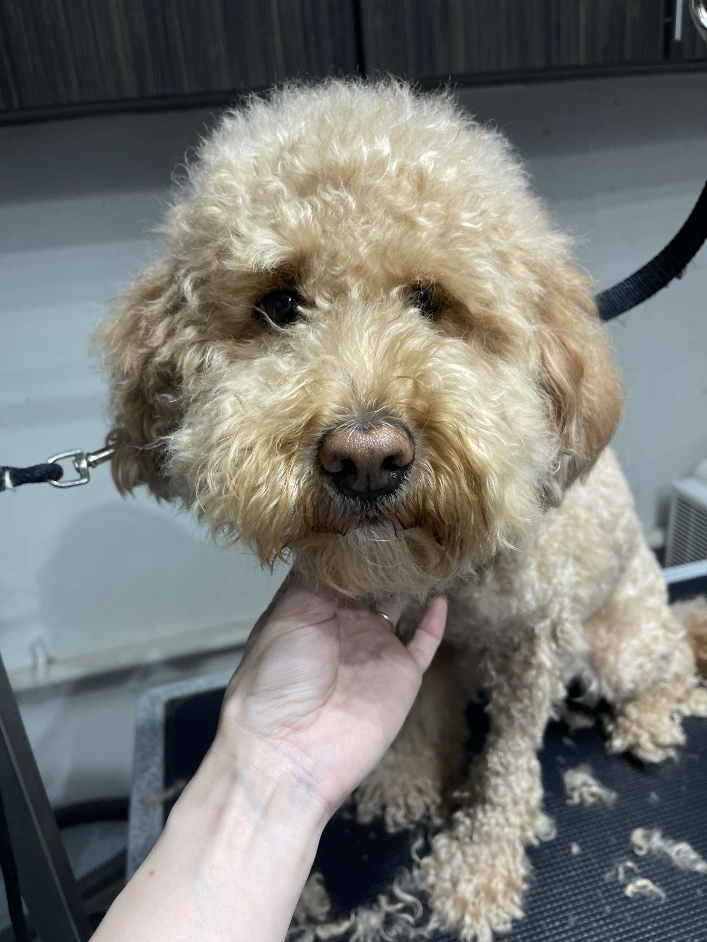 Cookie before dog grooming in San Diego