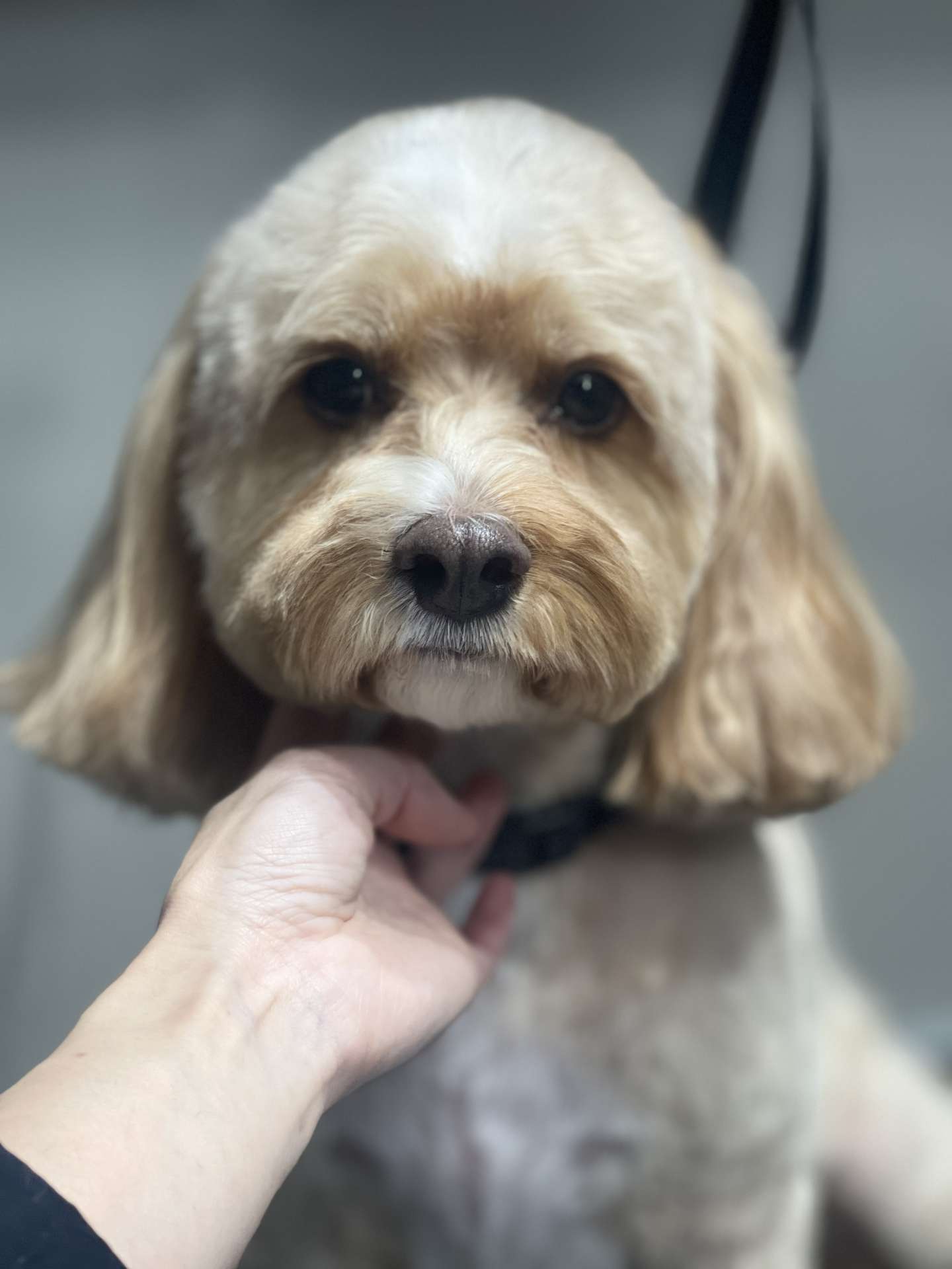Cookie after dog grooming in San Diego