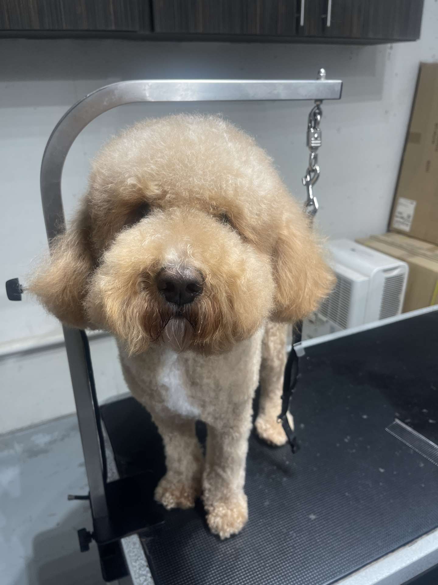 Cosmo before dog grooming in San Diego