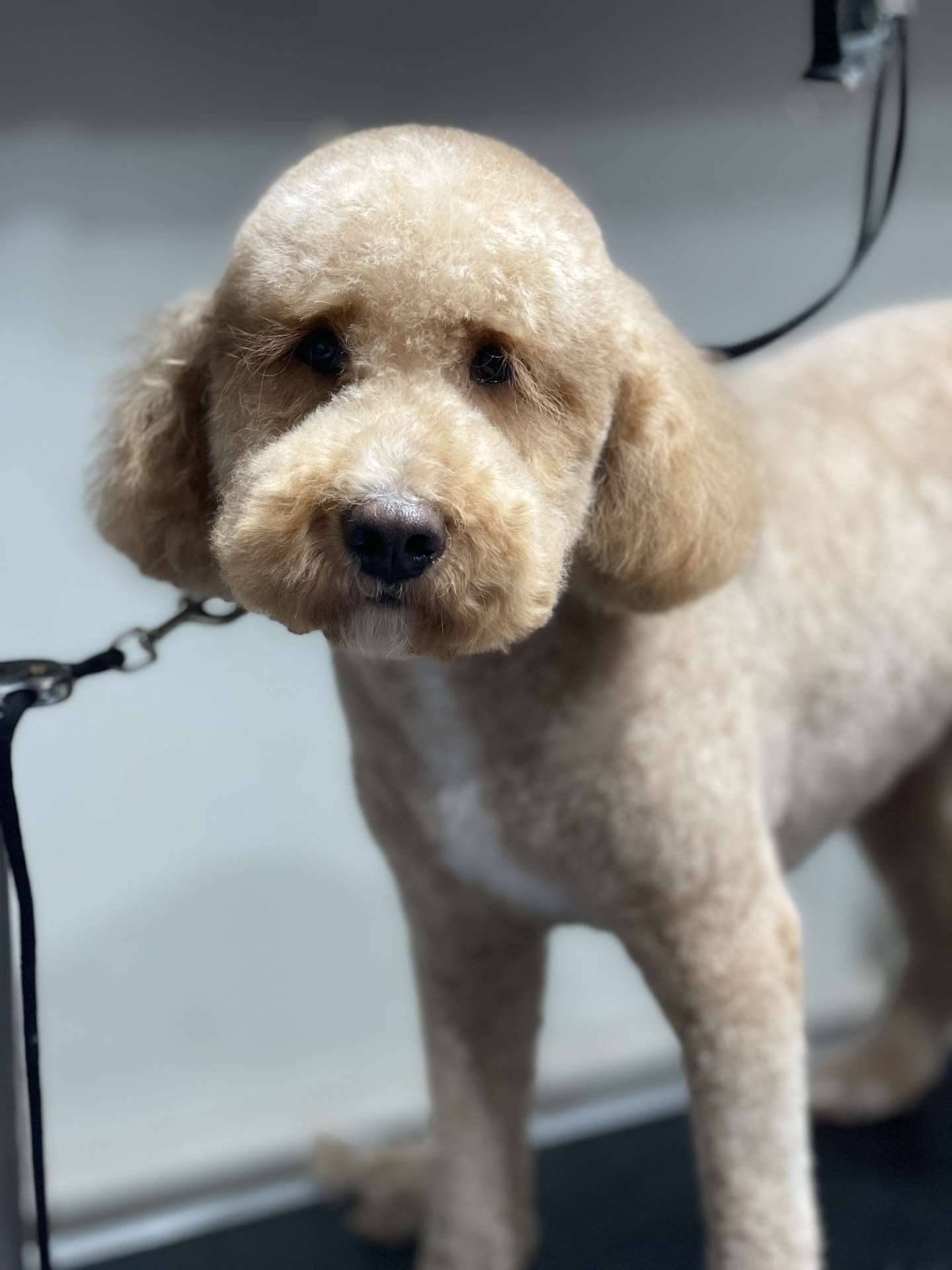 Cosmo after dog grooming in San Diego