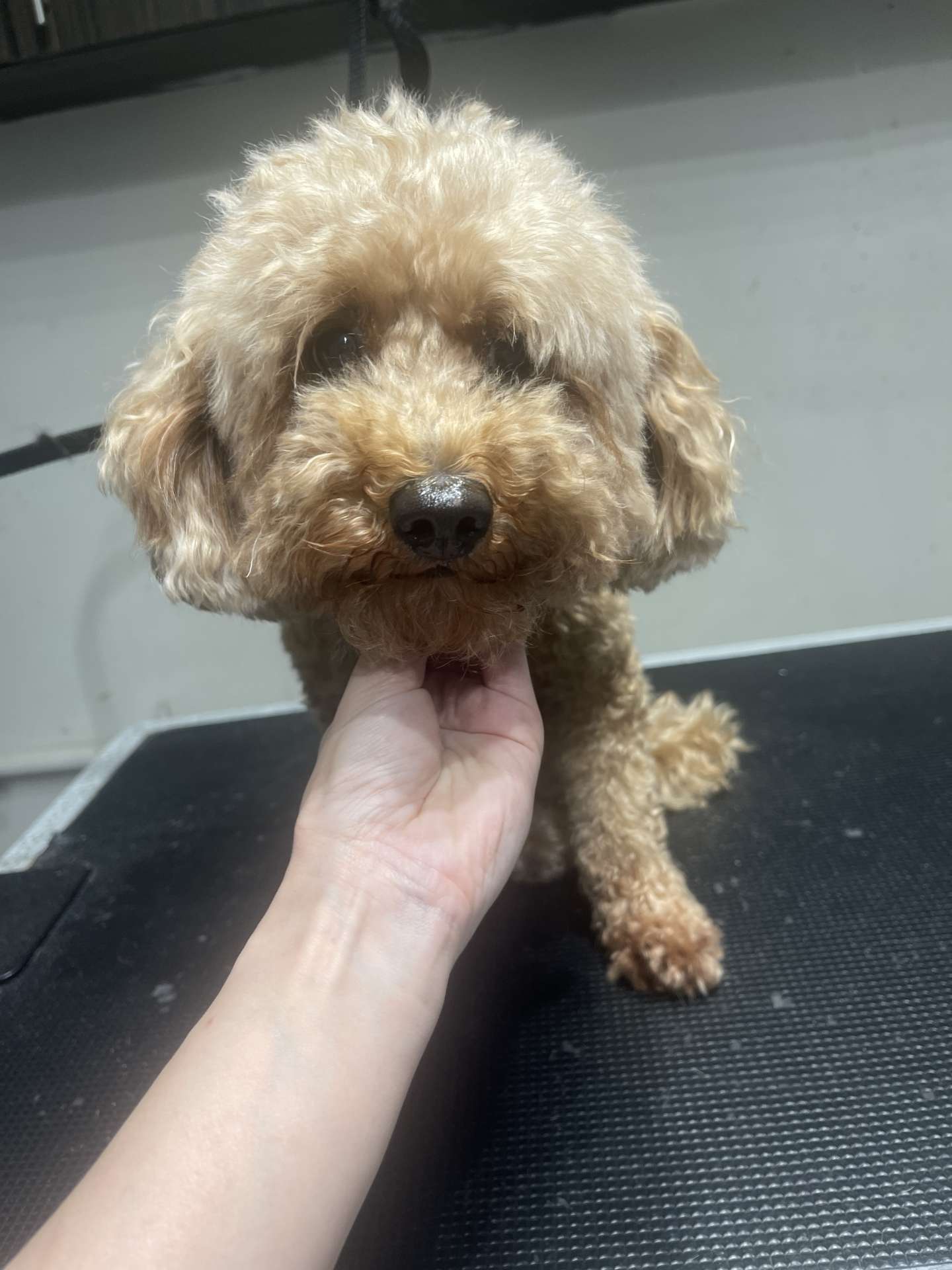 Ace before dog grooming in San Diego