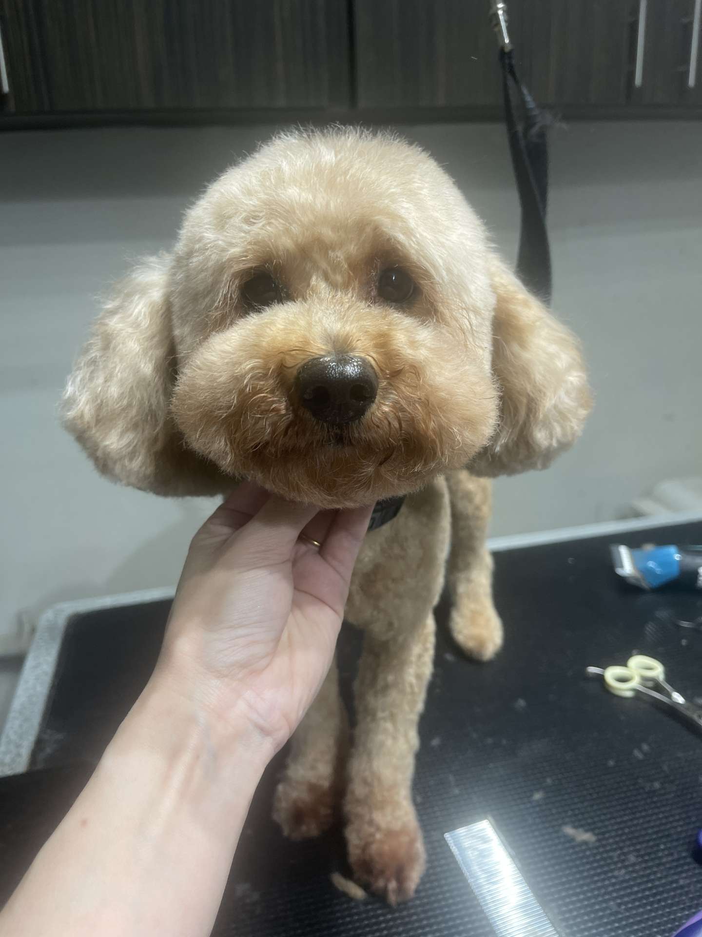 Ace after dog grooming in San Diego