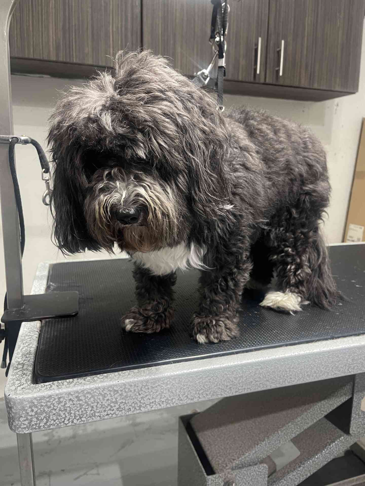 Max before dog grooming in San Diego