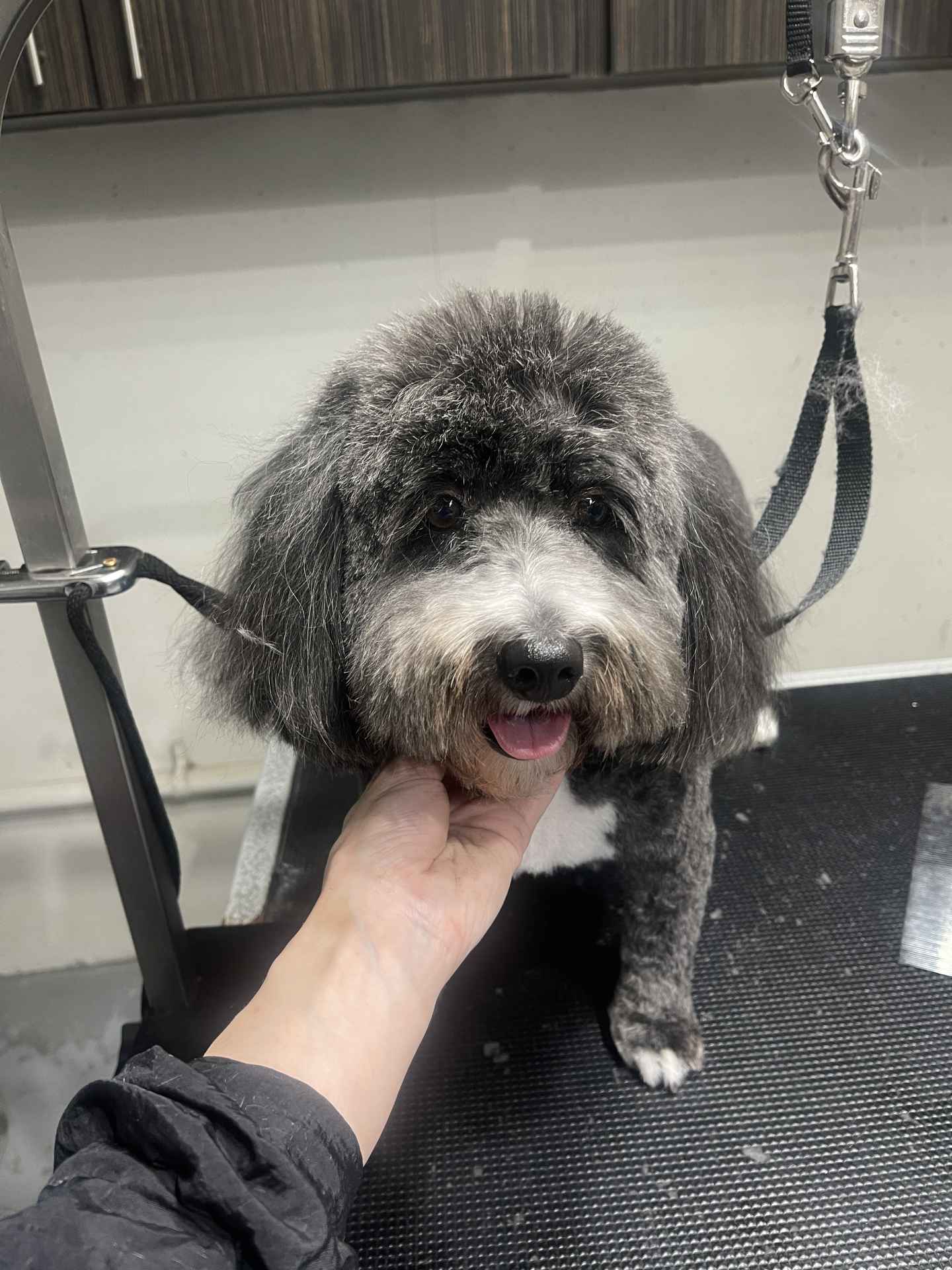 Max after dog grooming in San Diego