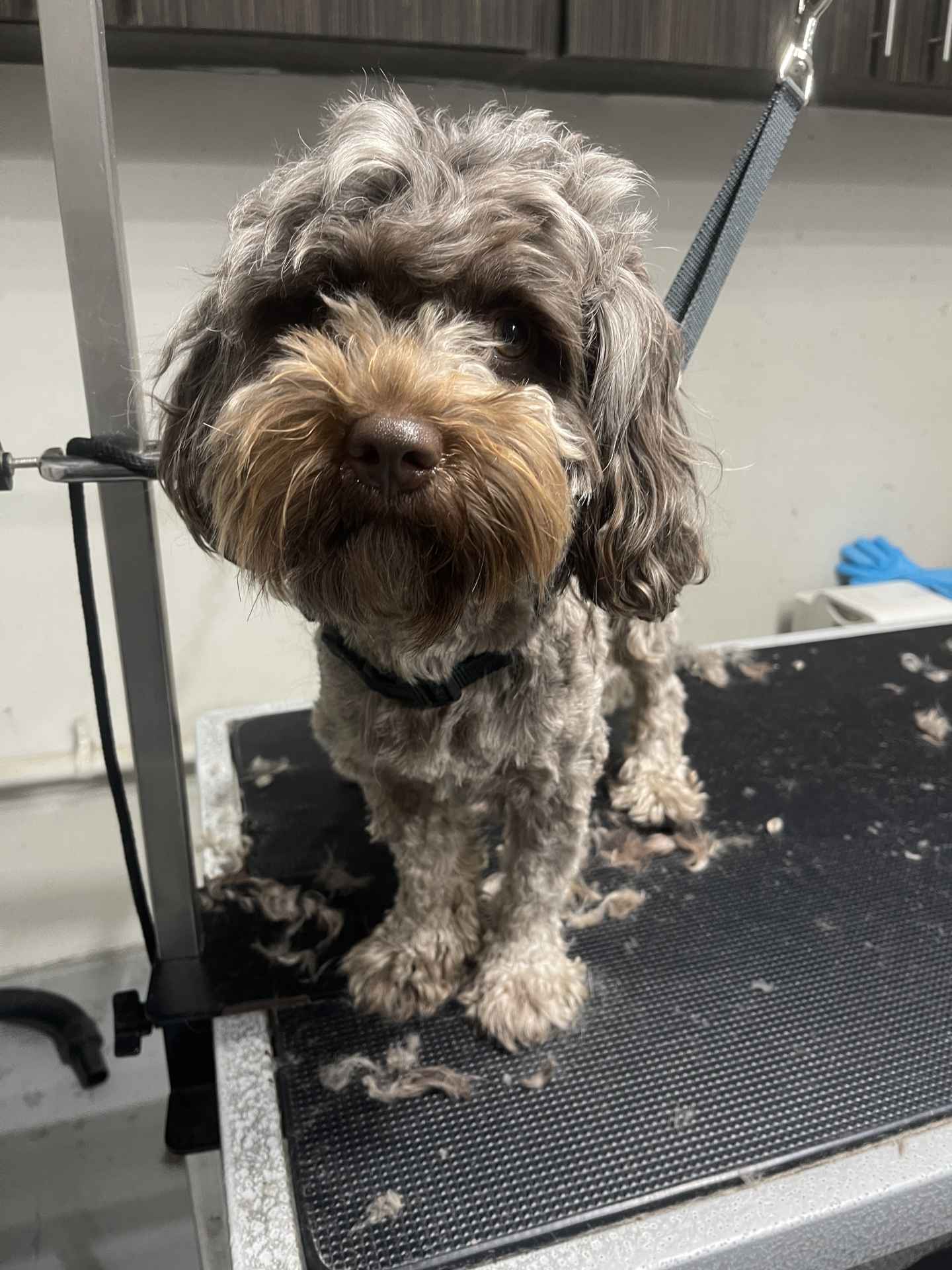 Lucy before dog grooming in San Diego
