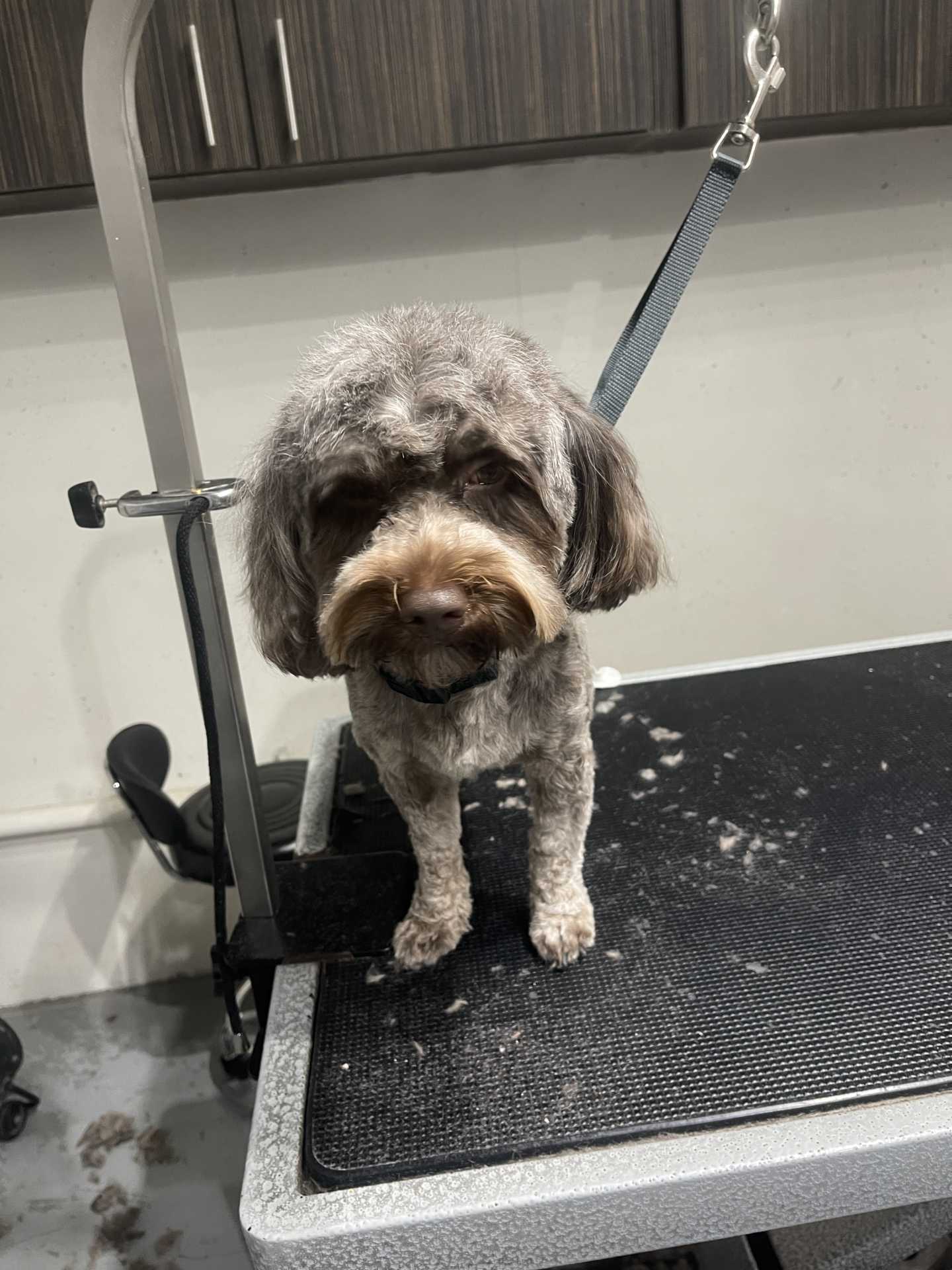 Lucy after dog grooming in San Diego