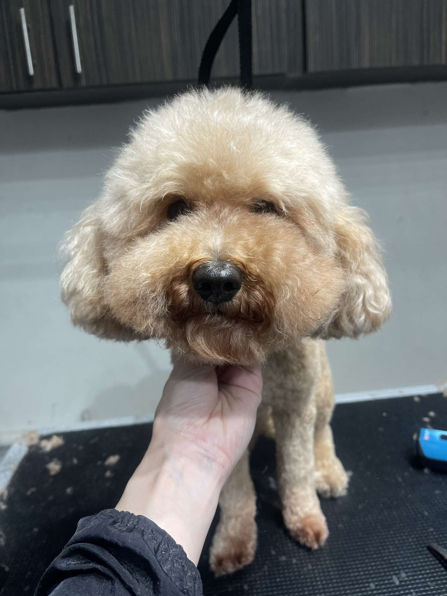Princess before dog grooming in San Diego