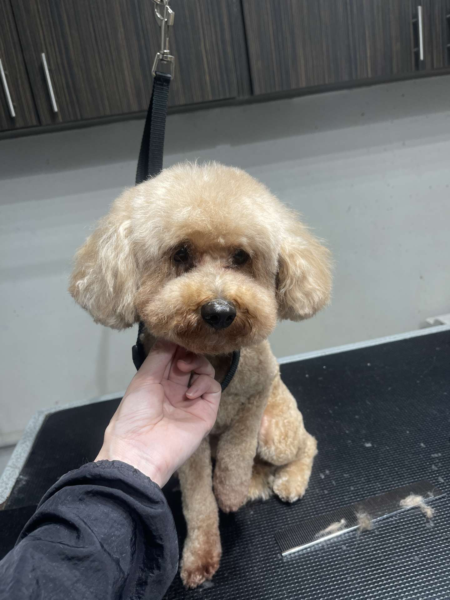 Princess after dog grooming in San Diego