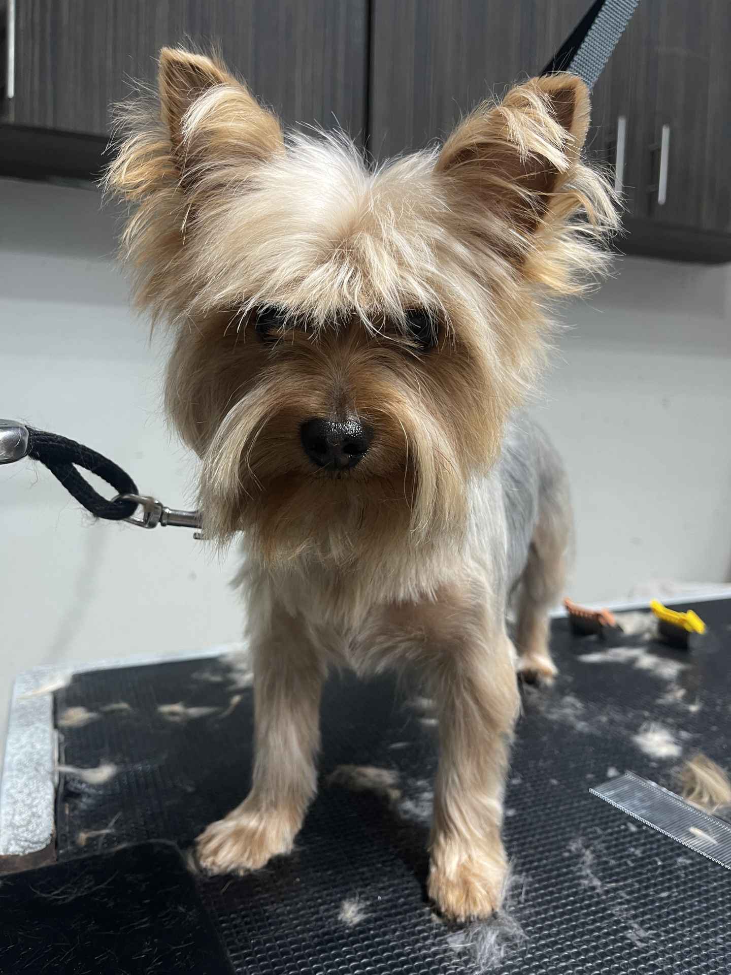 Wasabi before dog grooming in San Diego