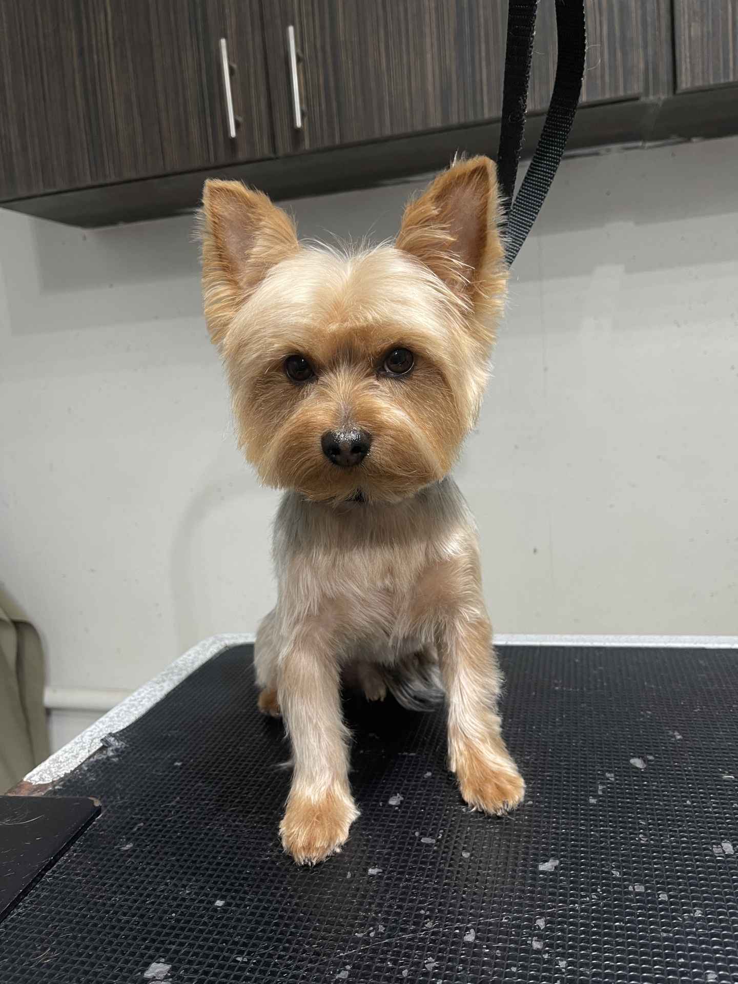 Wasabi after dog grooming in San Diego
