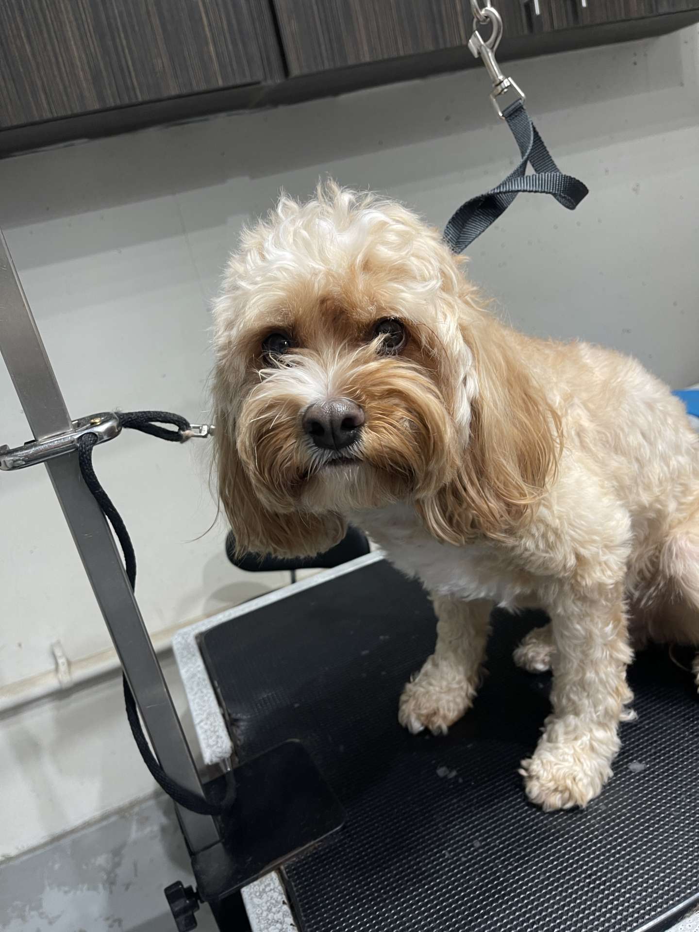 Penny before dog grooming in San Diego