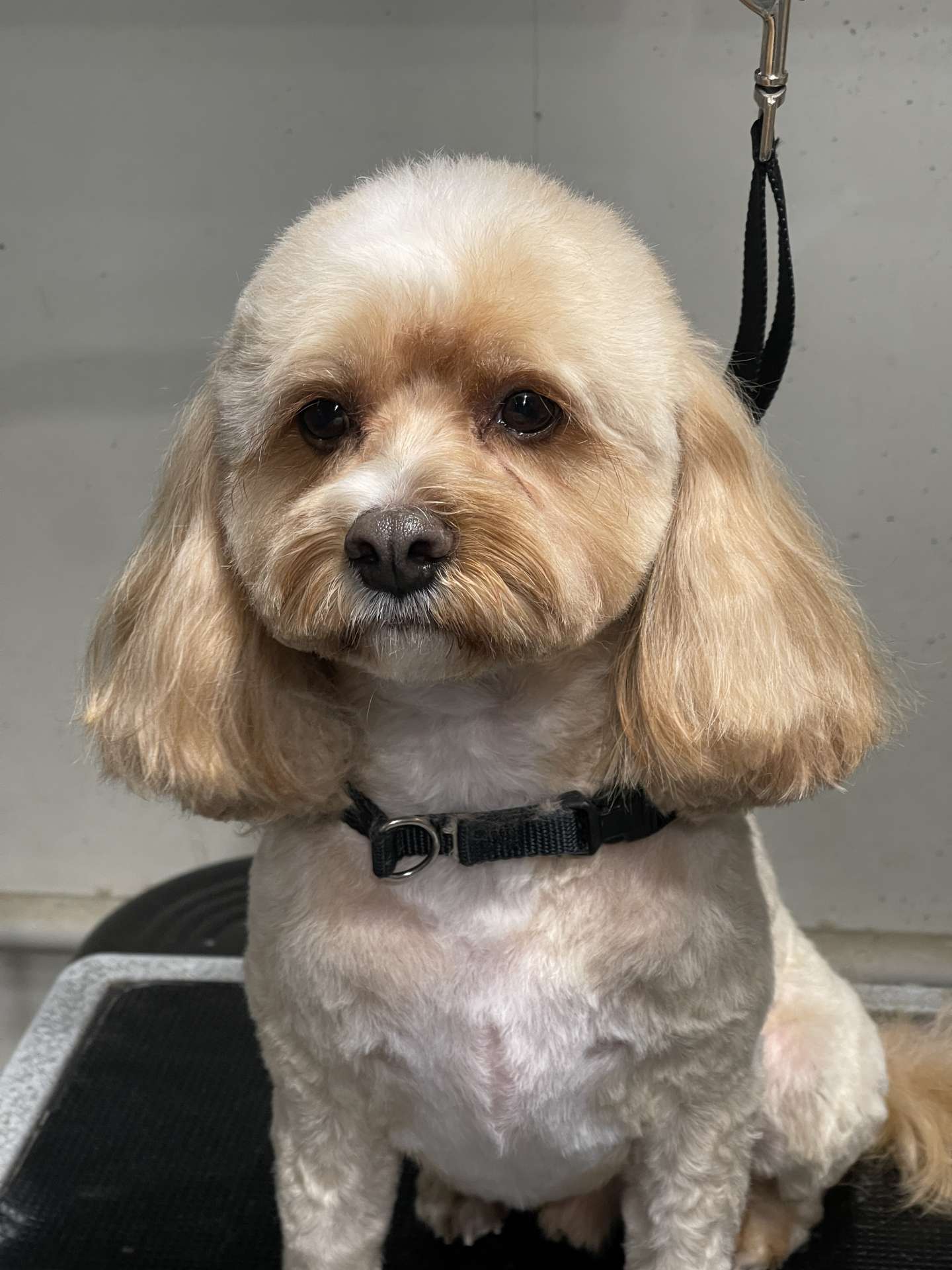 Penny after dog grooming in San Diego