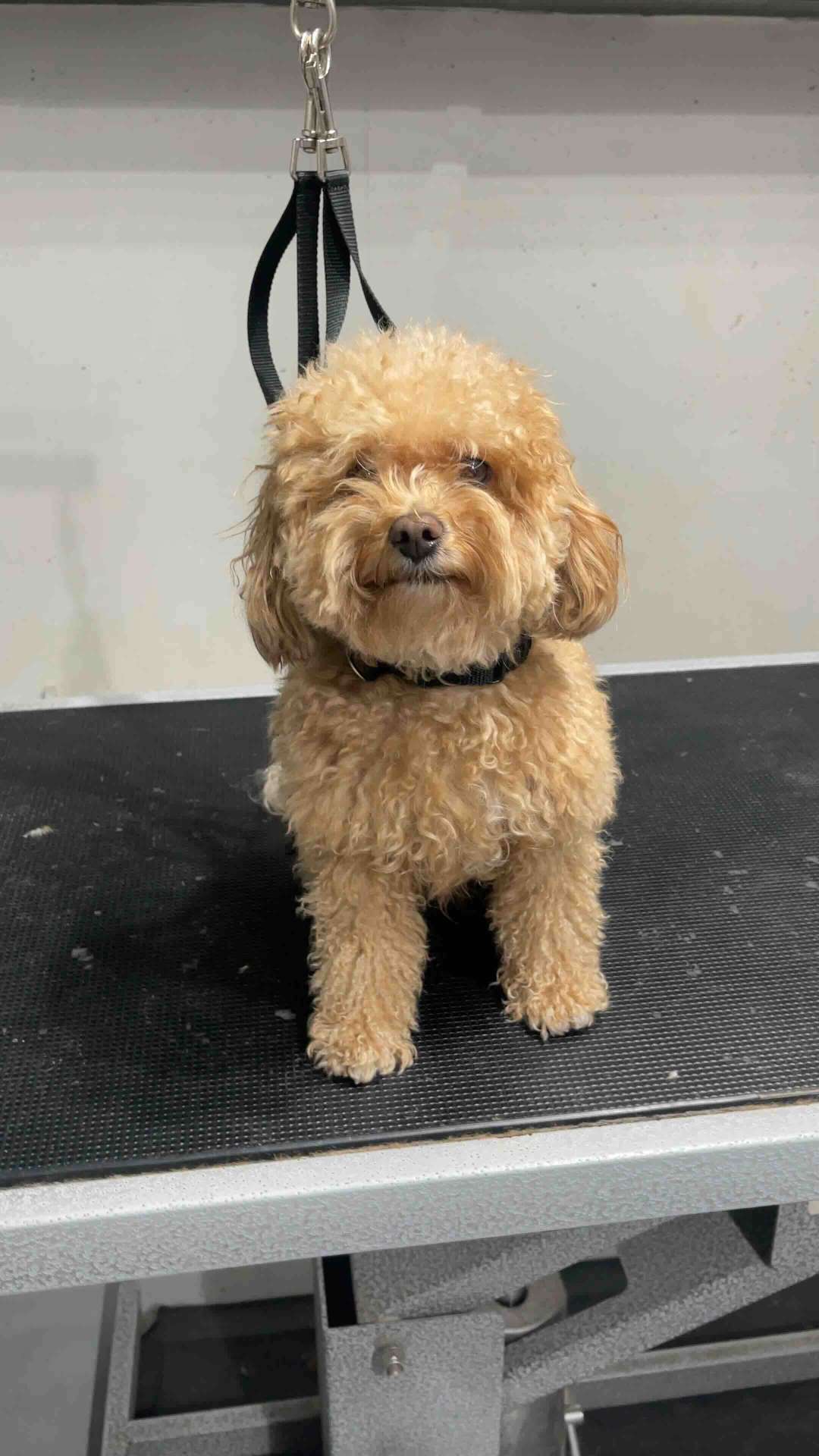 Scouty before dog grooming in San Diego