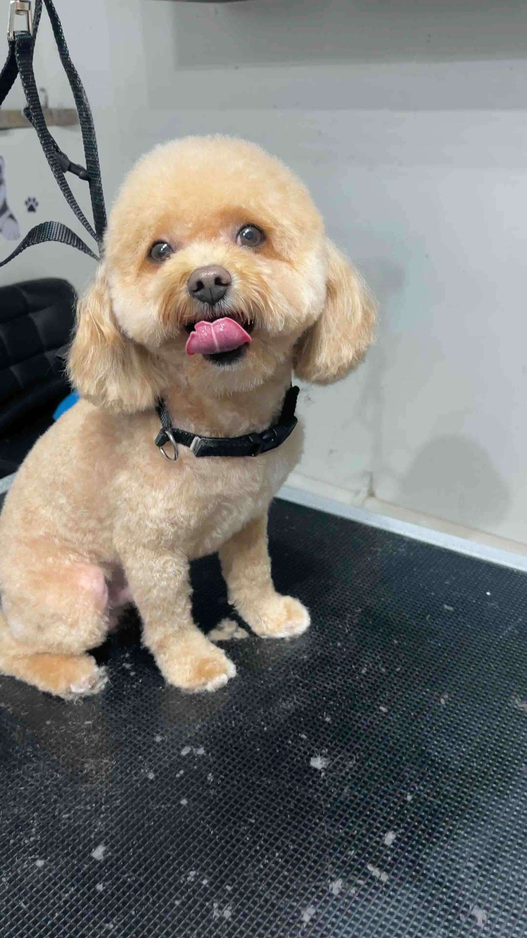 Scouty after dog grooming in San Diego