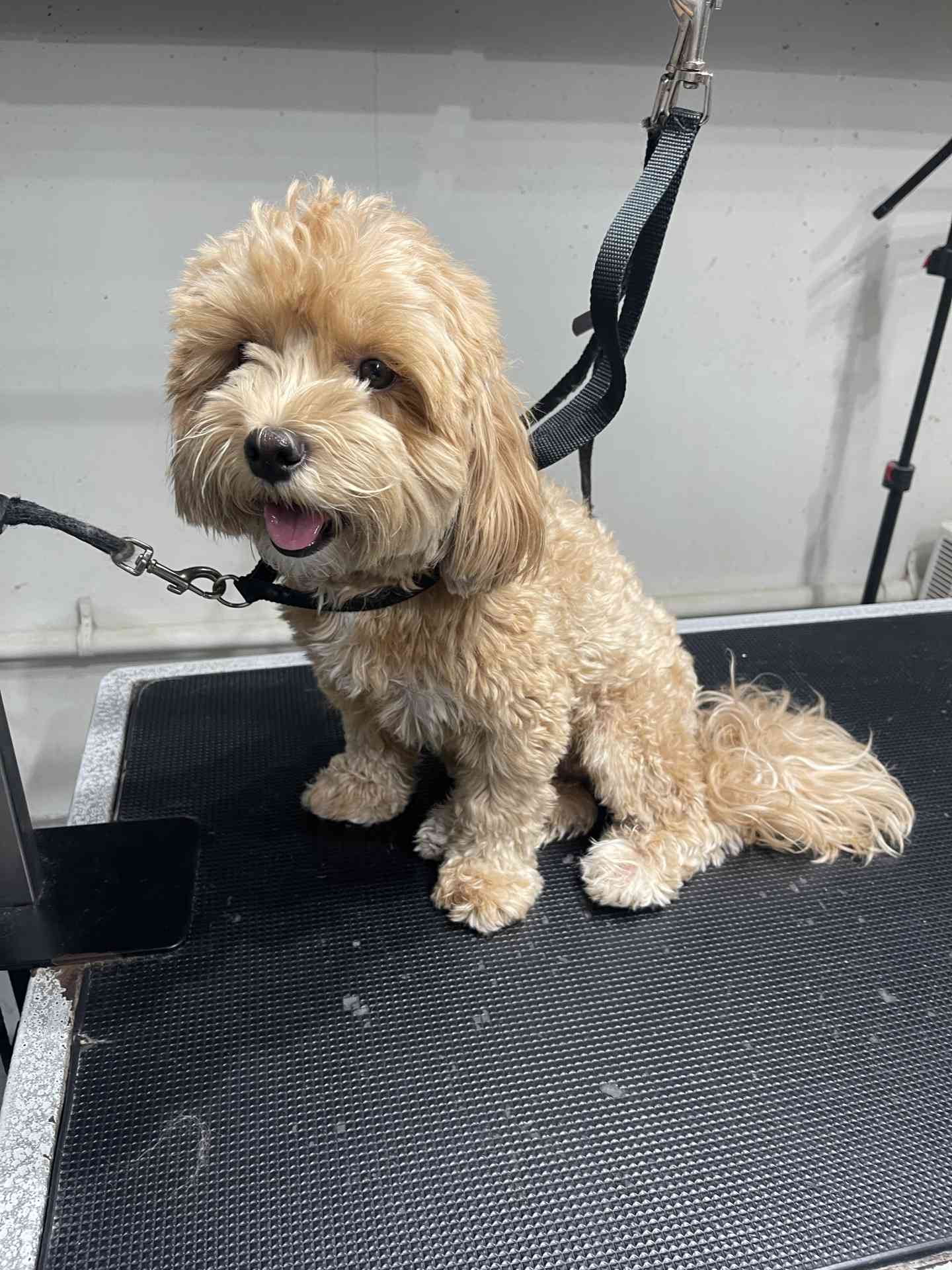 Flash before dog grooming in San Diego