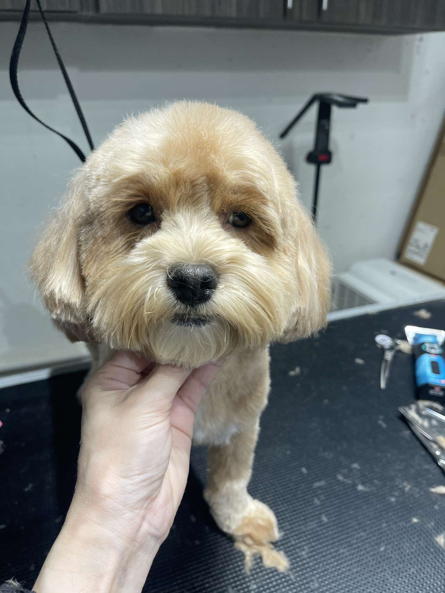 Flash after dog grooming in San Diego