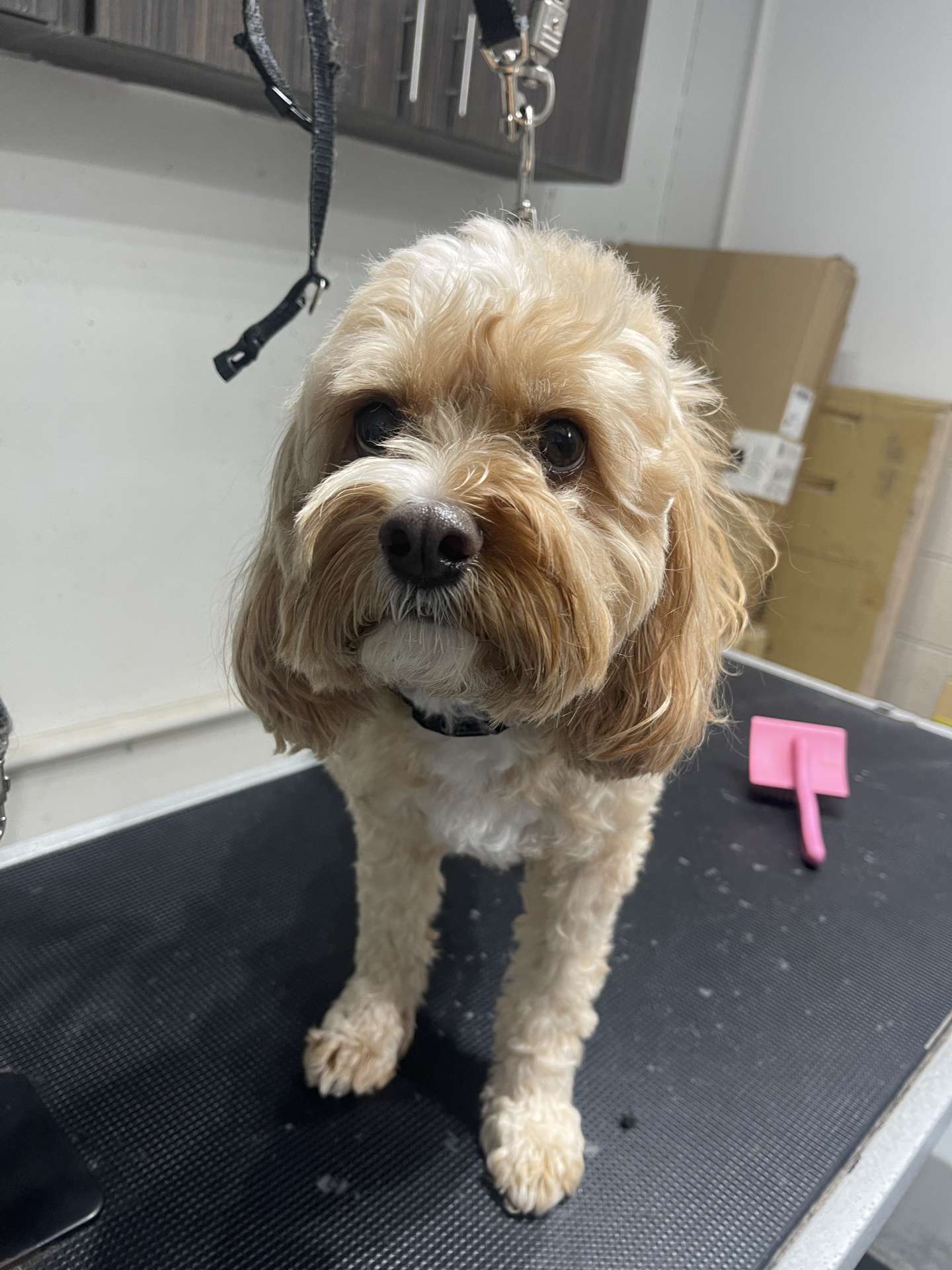 Blue before dog grooming in San Diego