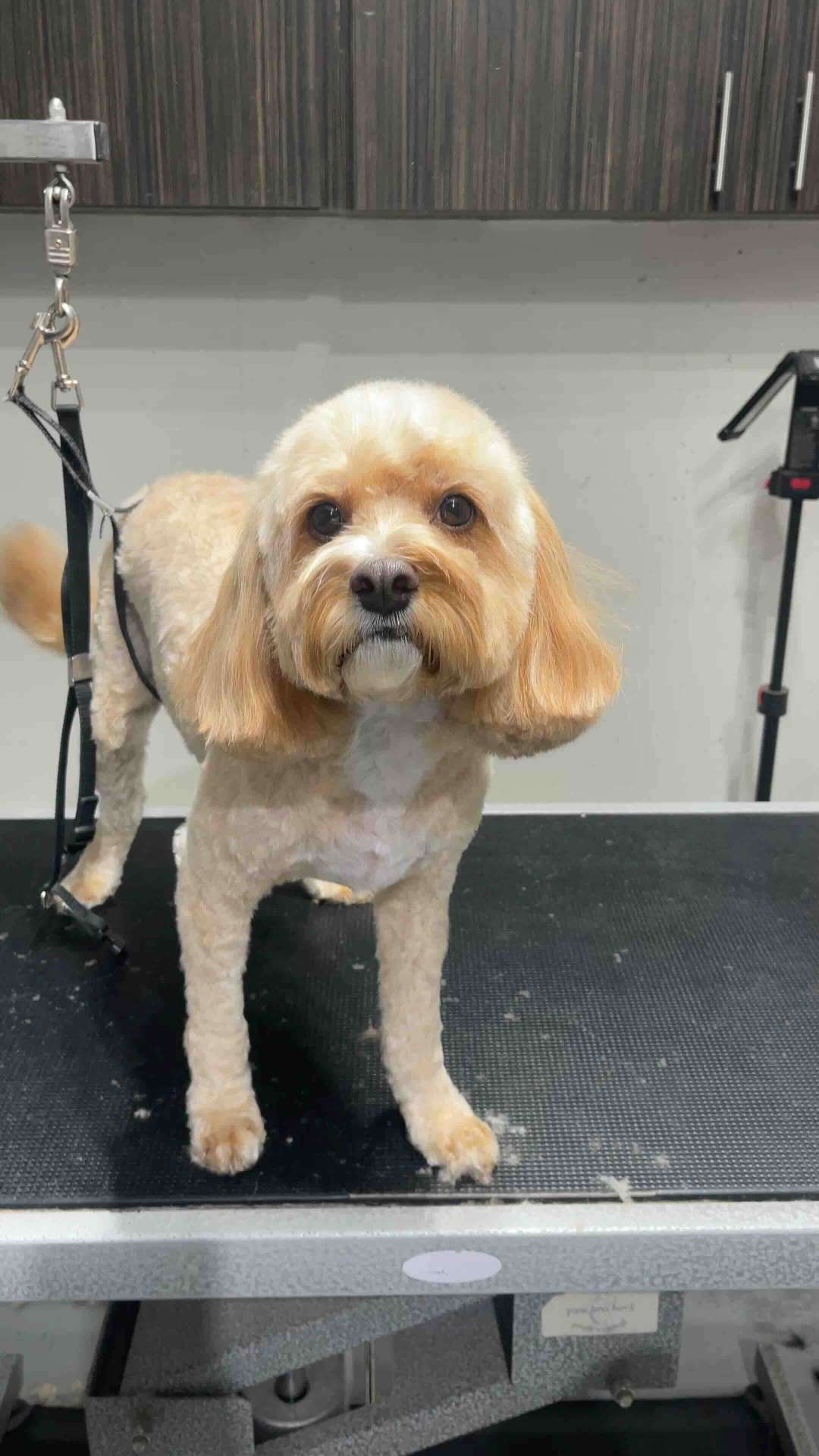Blue after dog grooming in San Diego