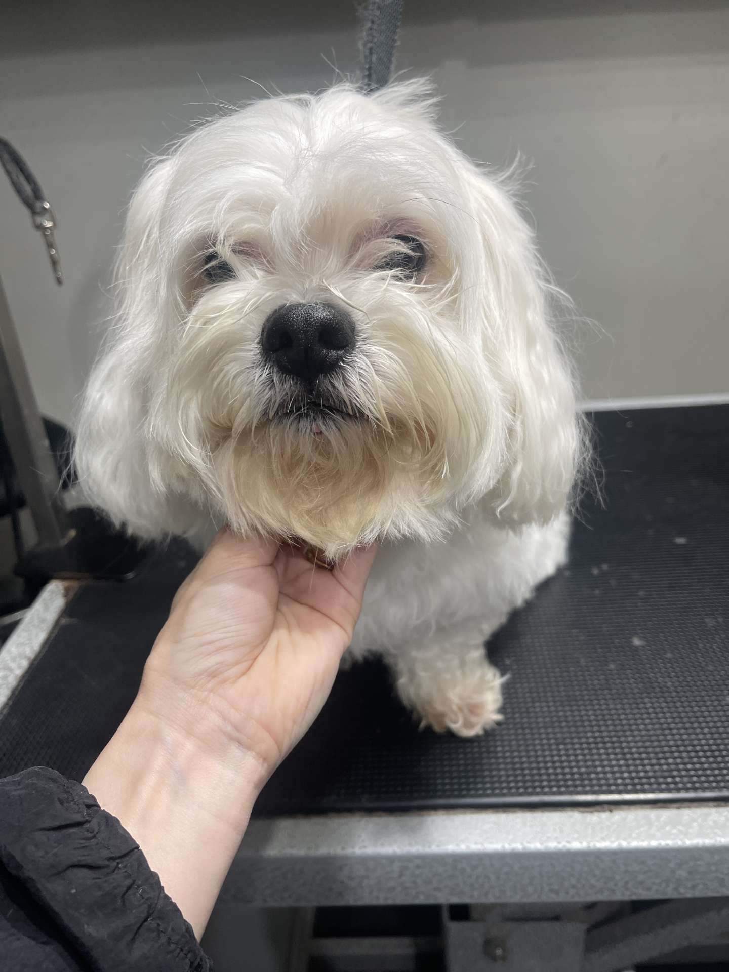 Daisy before dog grooming in San Diego