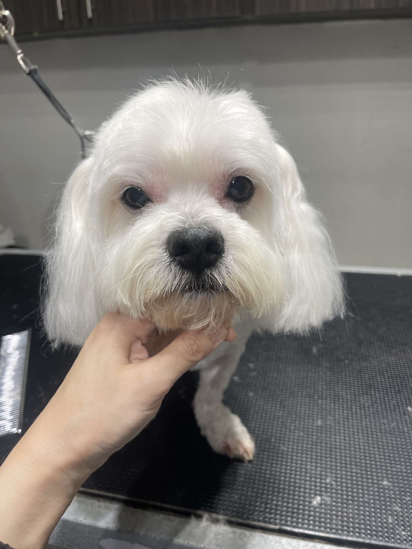 Daisy after dog grooming in San Diego