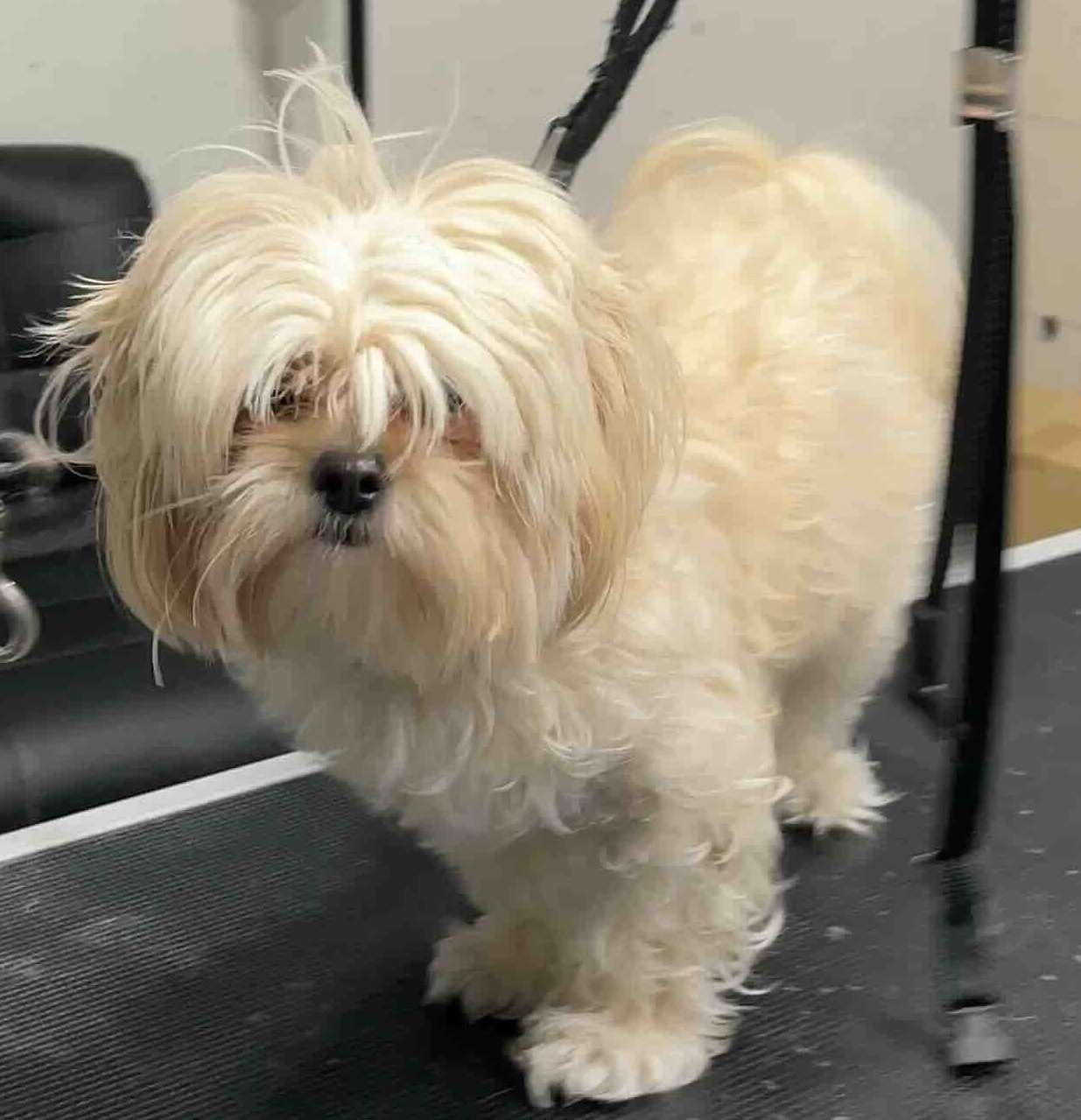 Harley before dog grooming in San Diego