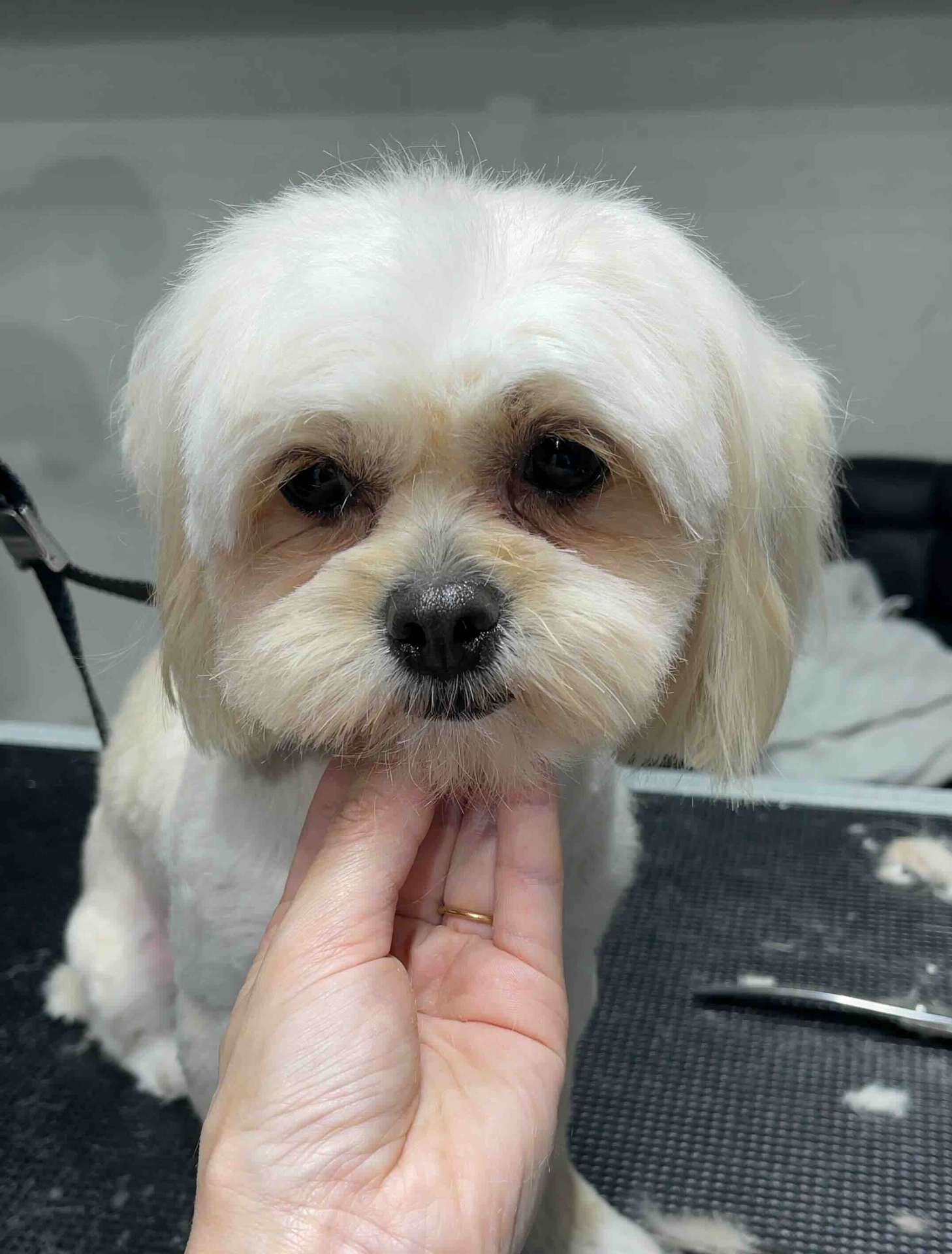Harley after dog grooming in San Diego